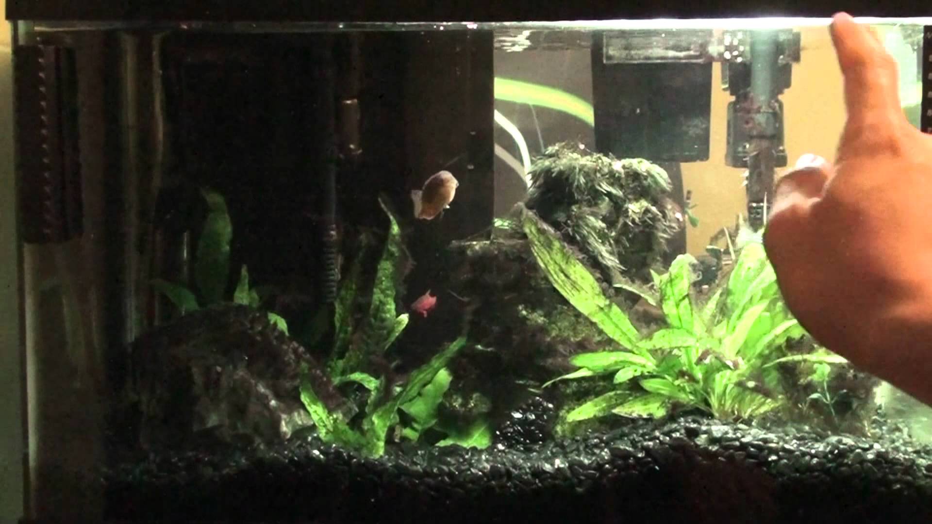 10 Gallon Fish Tank Update - Strange Fish - YouTube