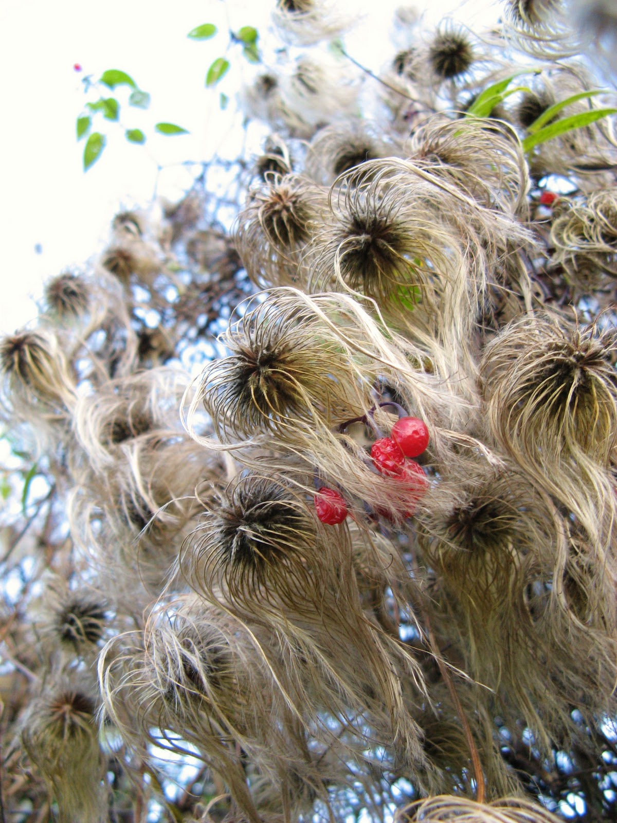 Strange Hairy Plants!!