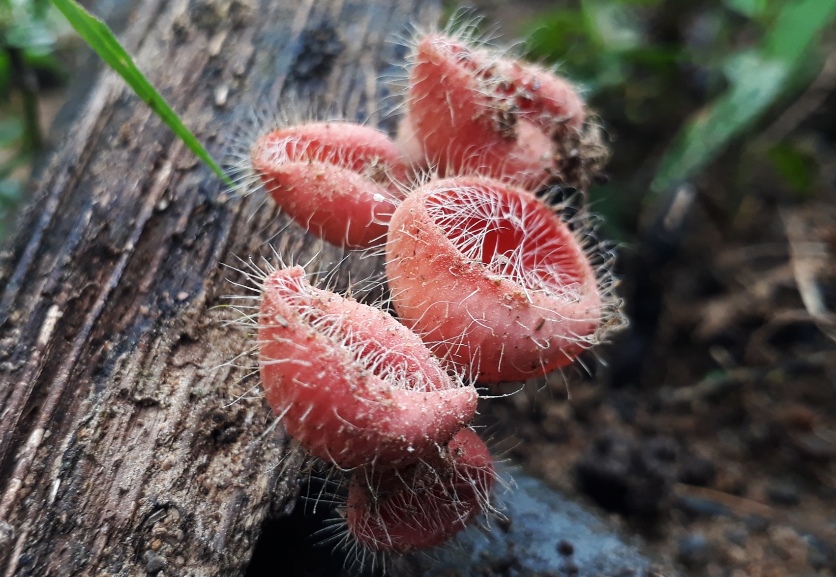 Strange shaped plants in the Aceh's forest — Steemit
