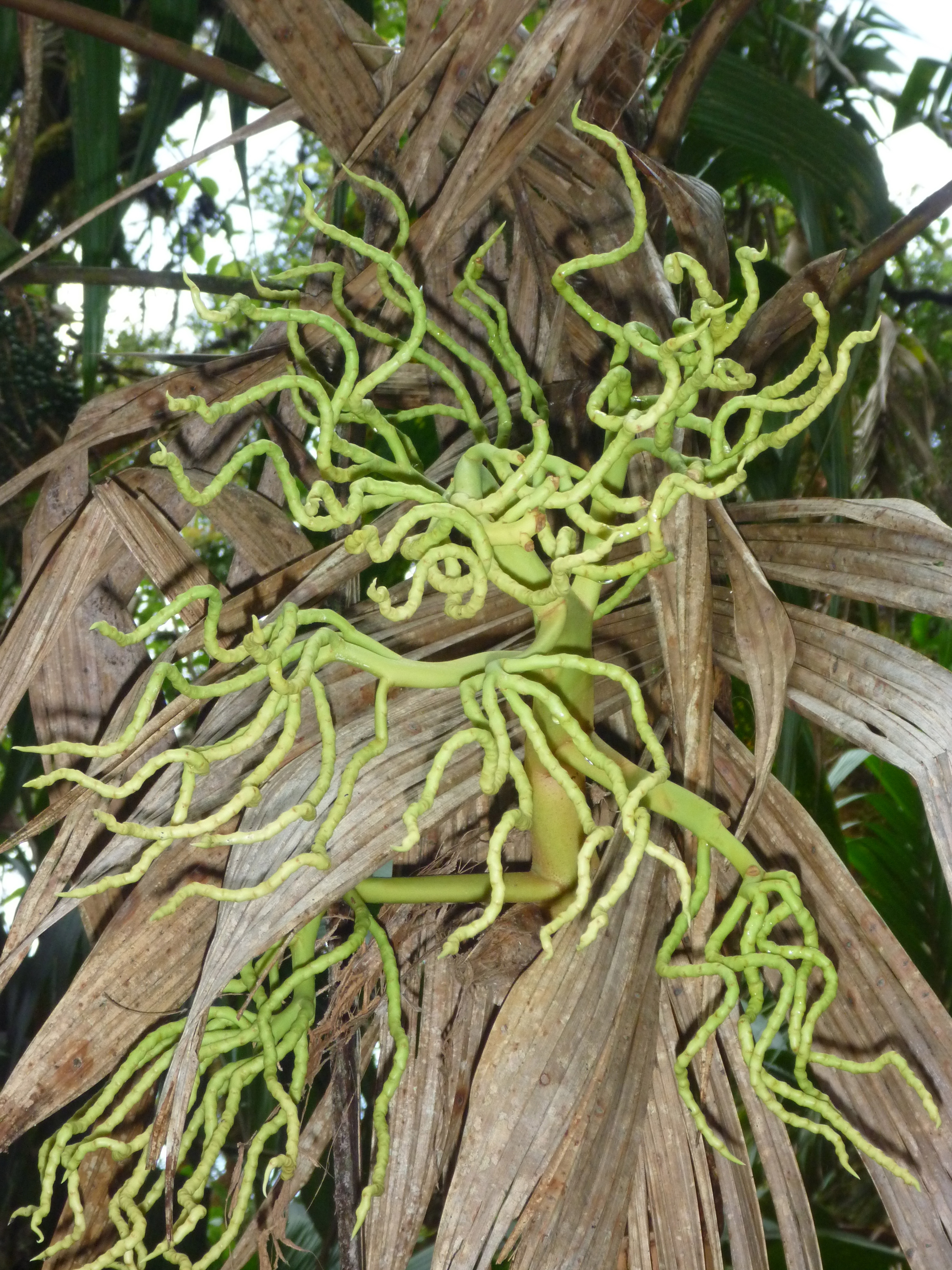 Strange plant growing on Roraima in Venezuela. | ROOTS TRUNKS TREES ...