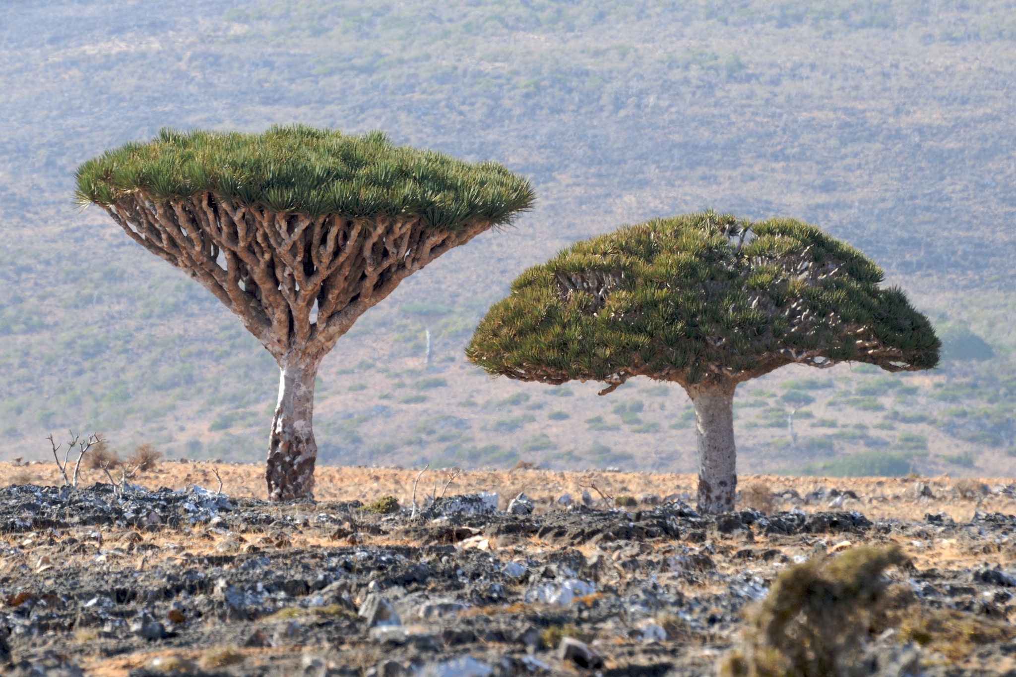 The strange trees of Socotra Island | Emergent Landscapes