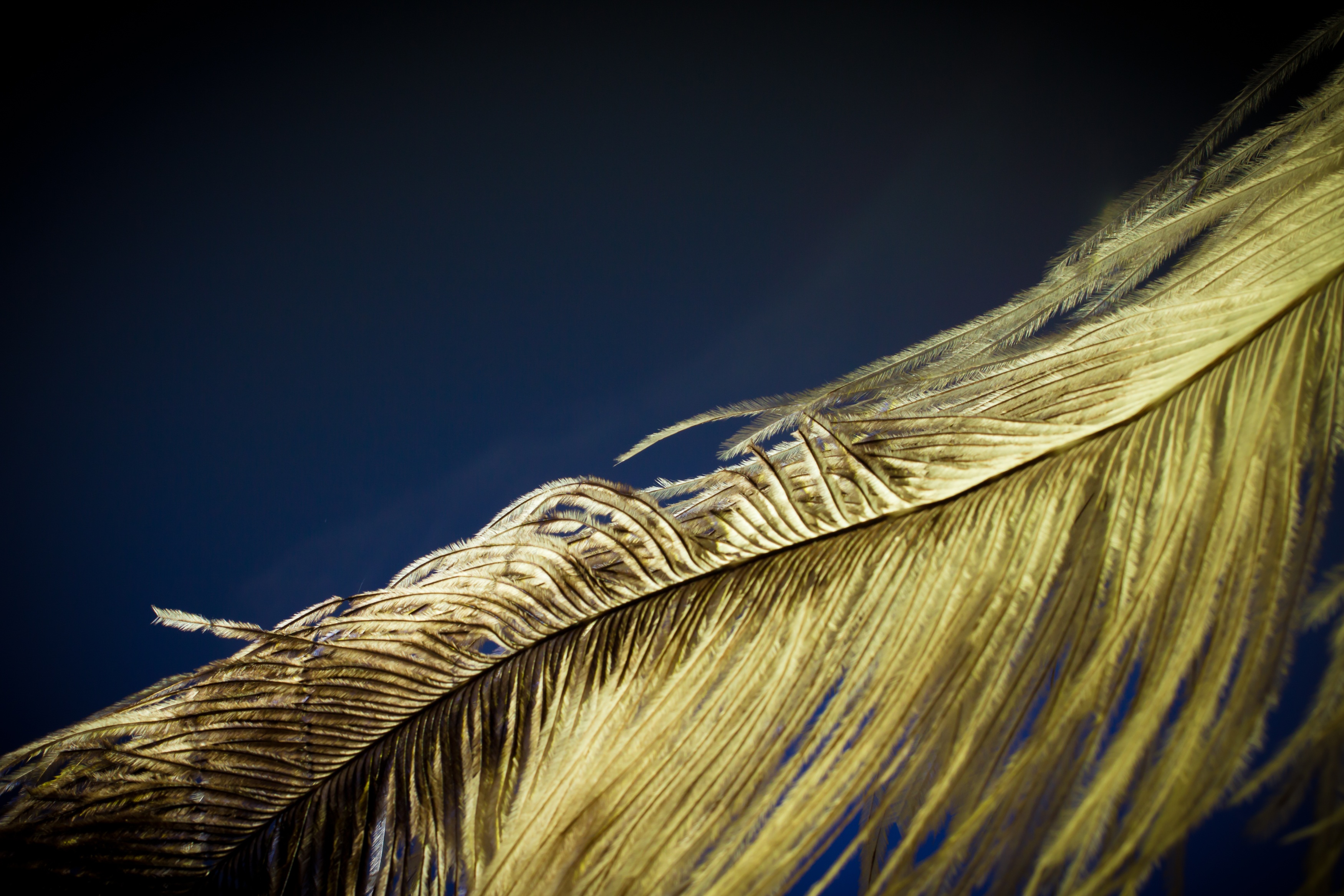 Strauss feather structure macro photo free image