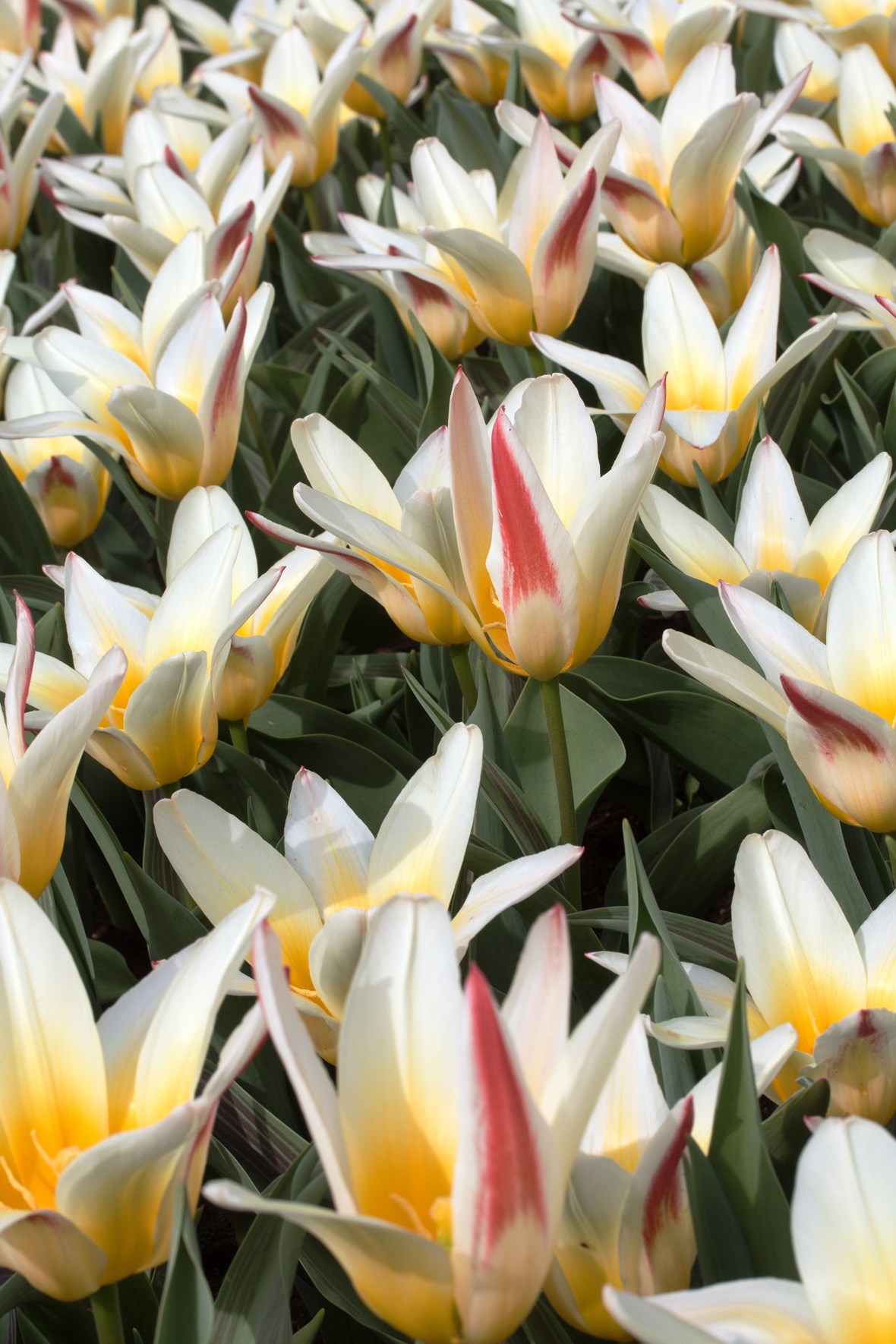 Tulipa Johann Strauss | Avon Bulbs