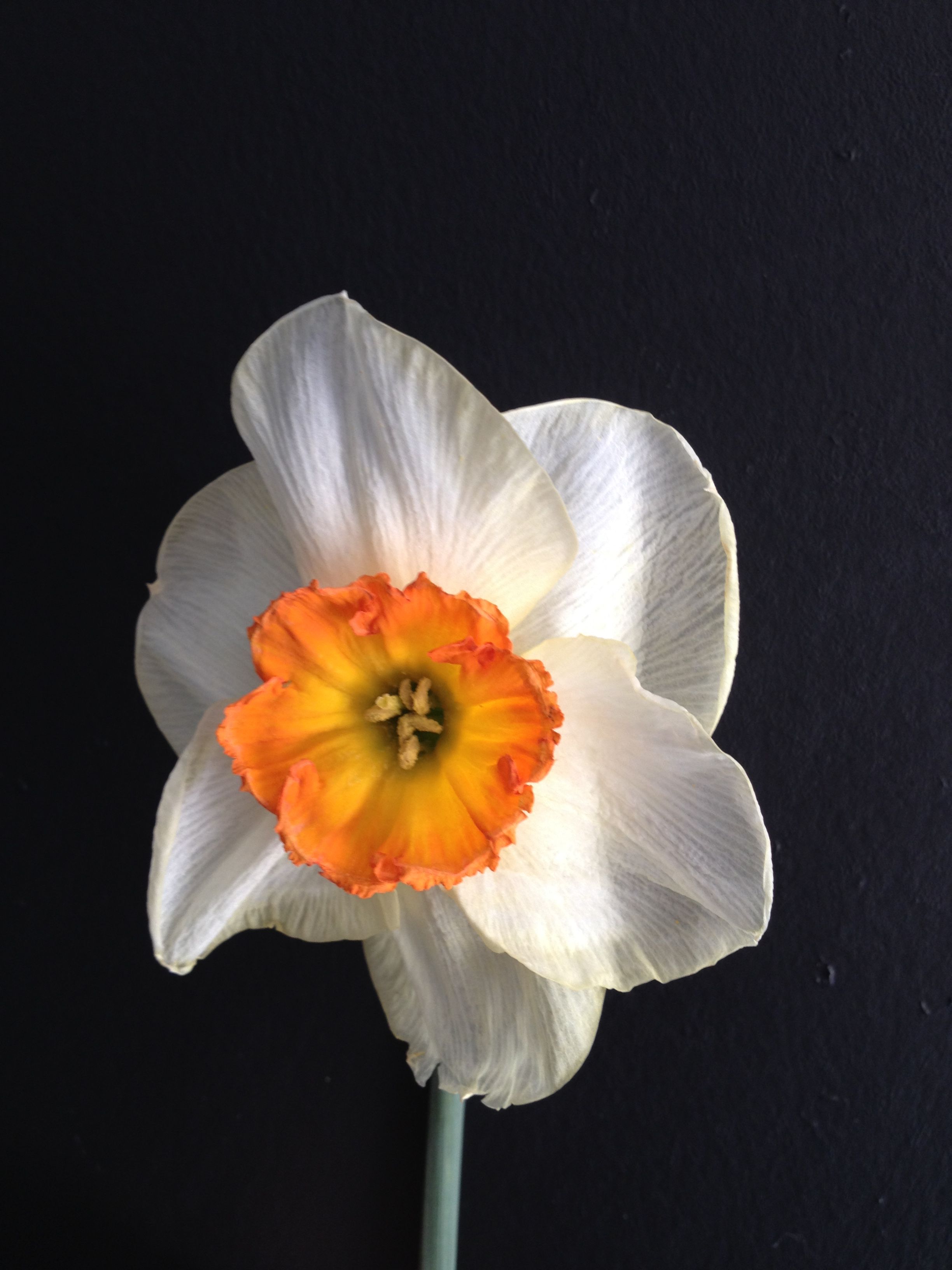 Daffodil Johann Strauss | flowers - smile of God | Pinterest ...