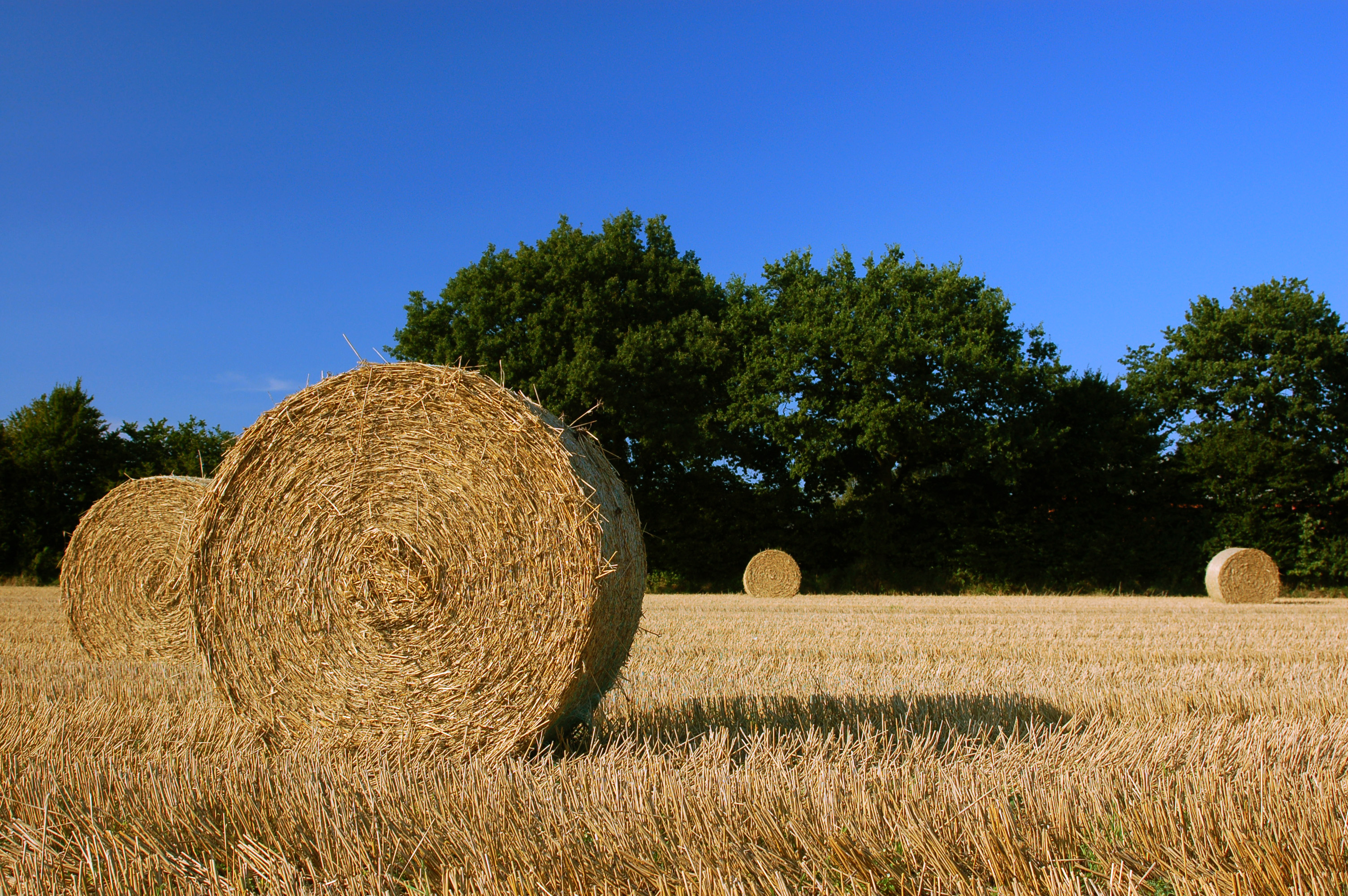 File:Harvest Straw Bales in Schleswig-Holstein.jpg - Wikimedia Commons