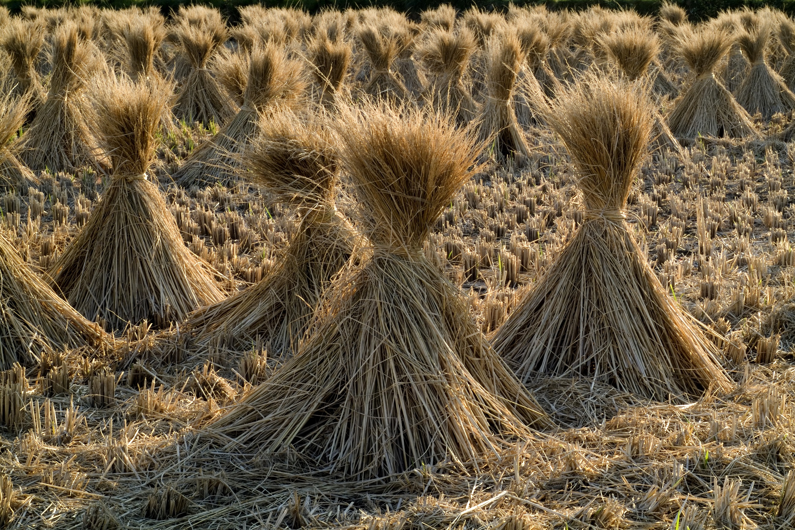 Straw in the field photo