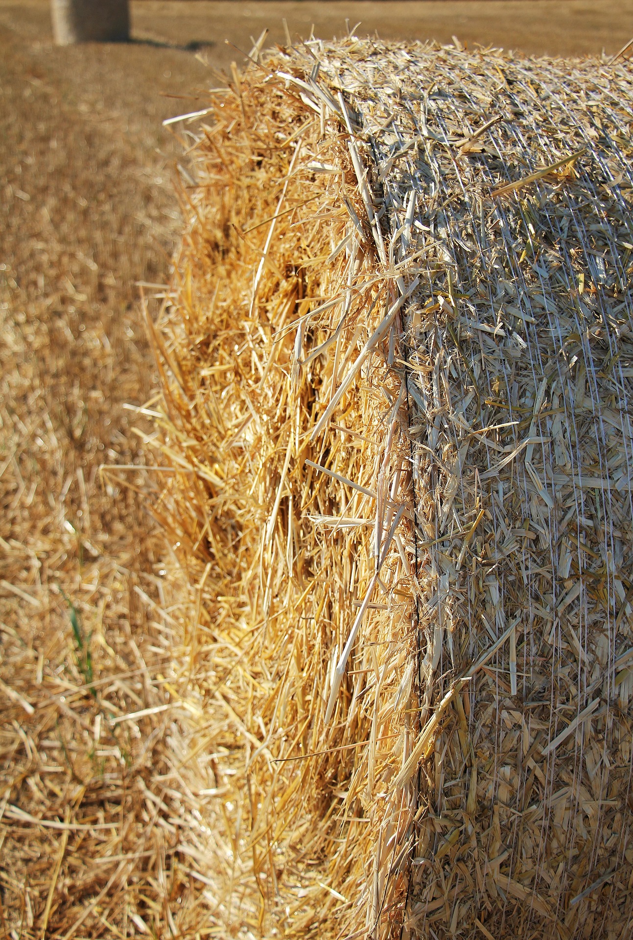 Free photo: Straw Role - Farm, Field, Hay - Free Download - Jooinn