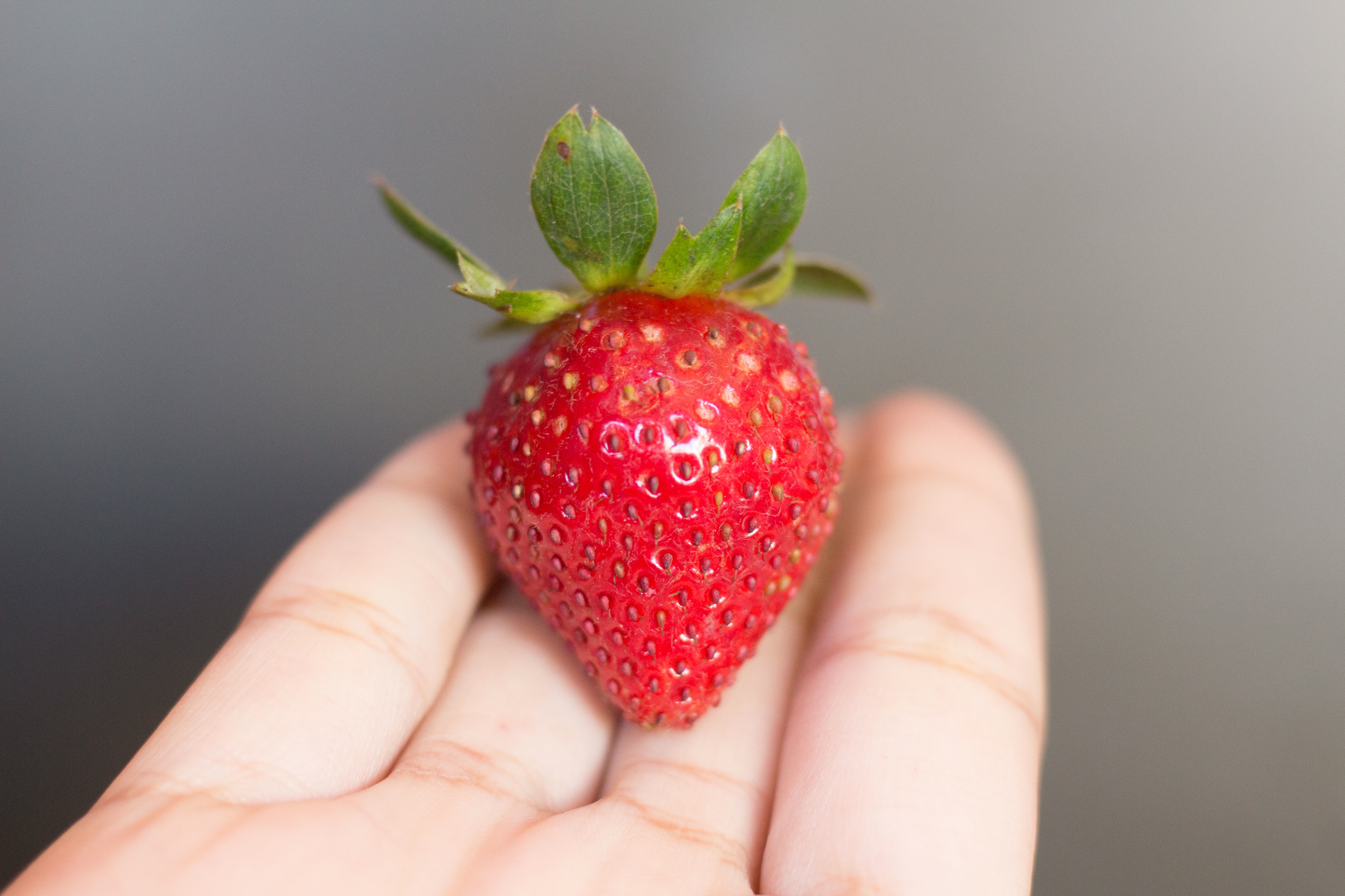 Strawberry, Fruit, Nature, Red, Sweet, HQ Photo