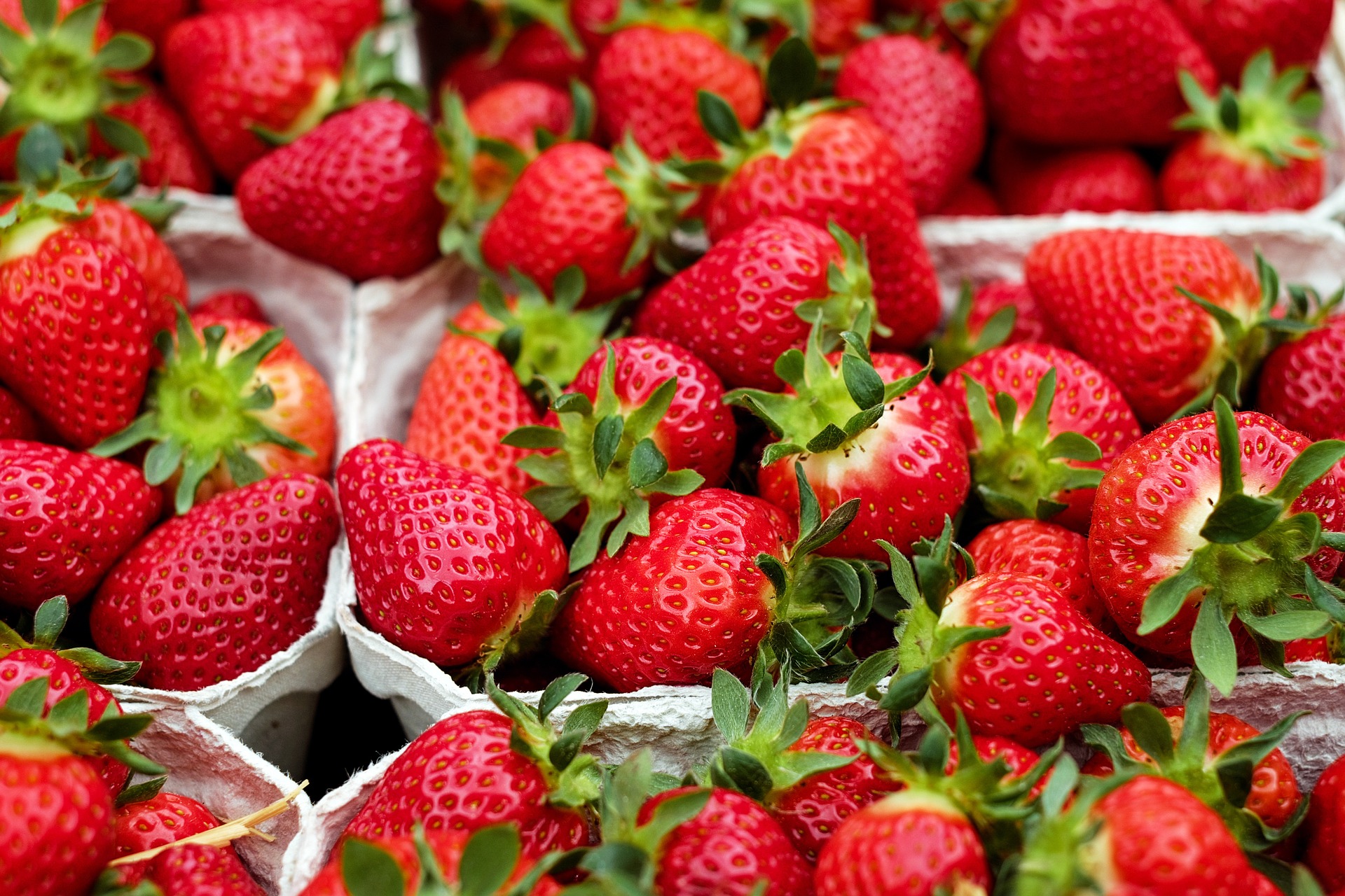 Strawberries: Planting, Growing and Harvesting Strawberry Plants ...
