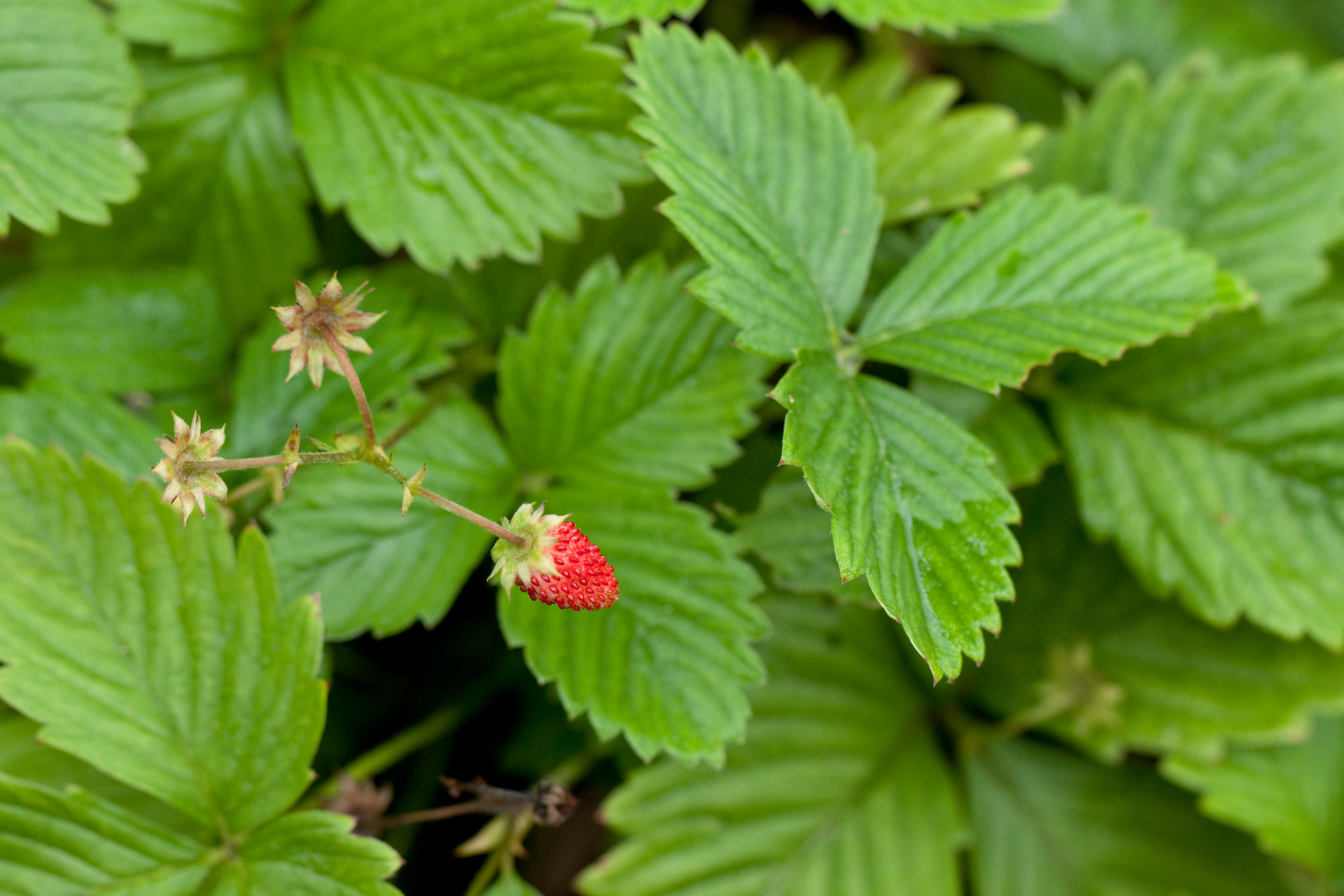 File:Leaves, Wild strawberry - Flickr - nekonomania.jpg - Wikimedia ...
