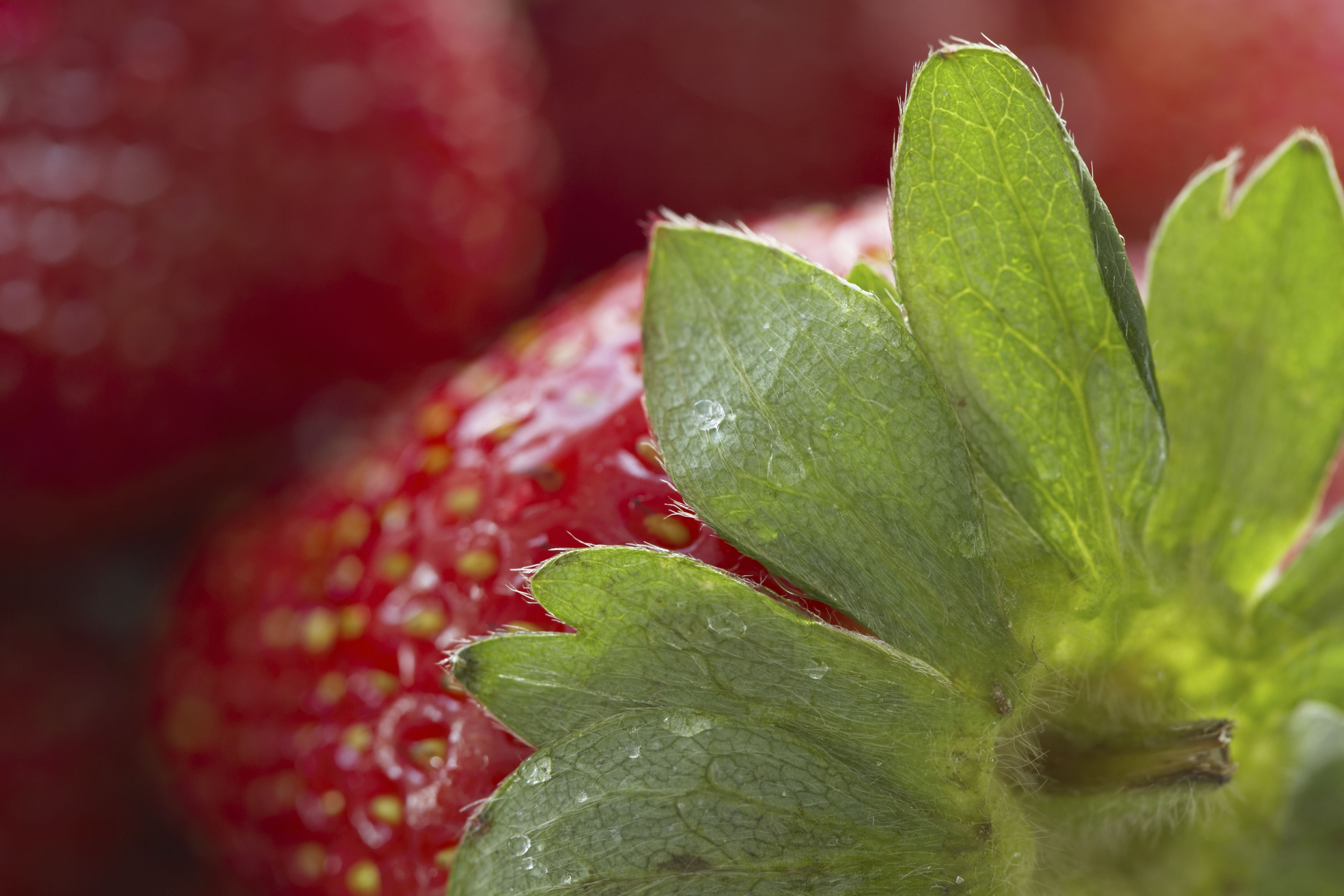 What Are the Health Benefits of Strawberry Leaves? | LIVESTRONG.COM
