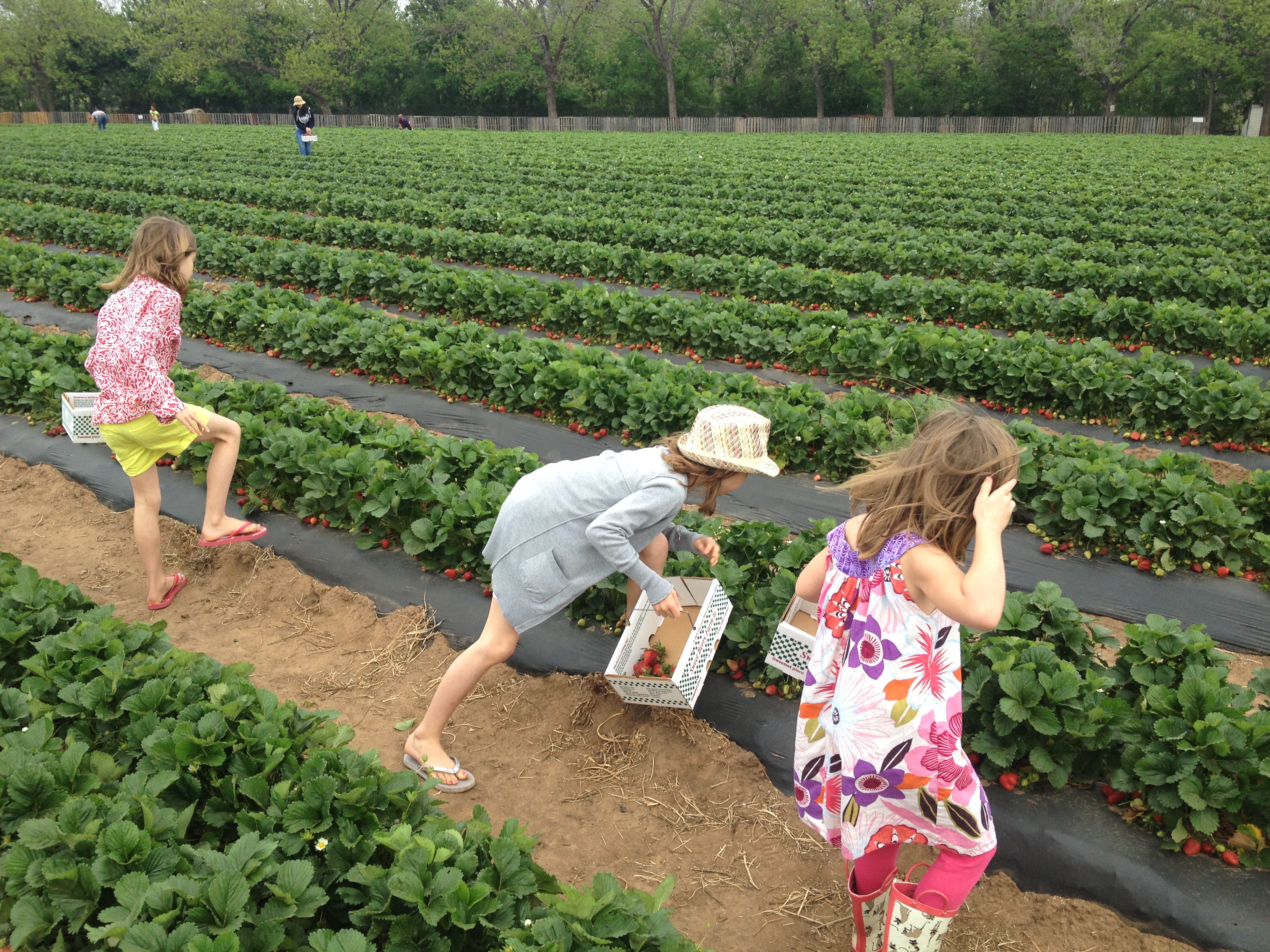 Sweet Berry Farm is Open for Strawberry Picking