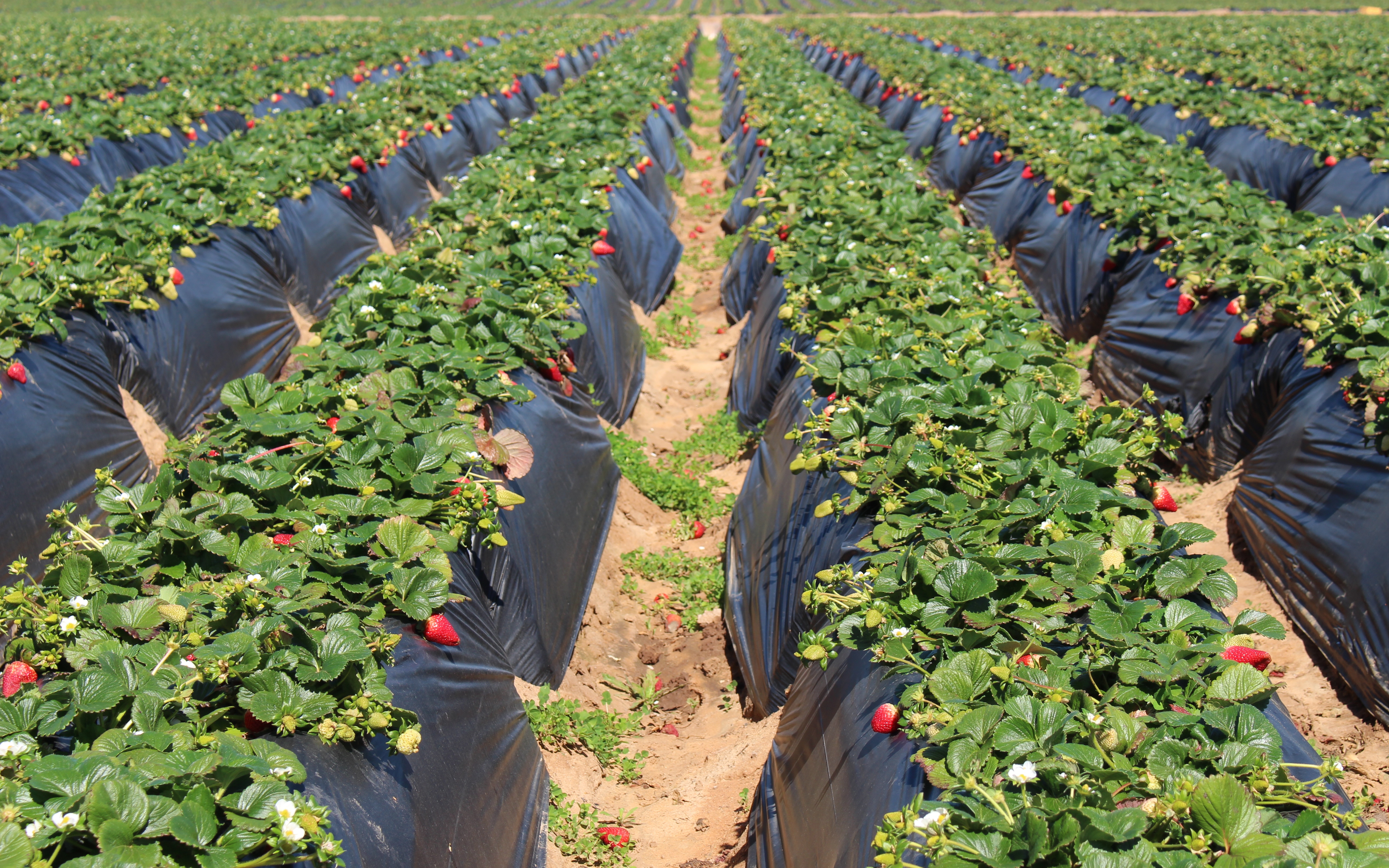 Where to Pick Your Own Strawberries in San Diego North County | YNC