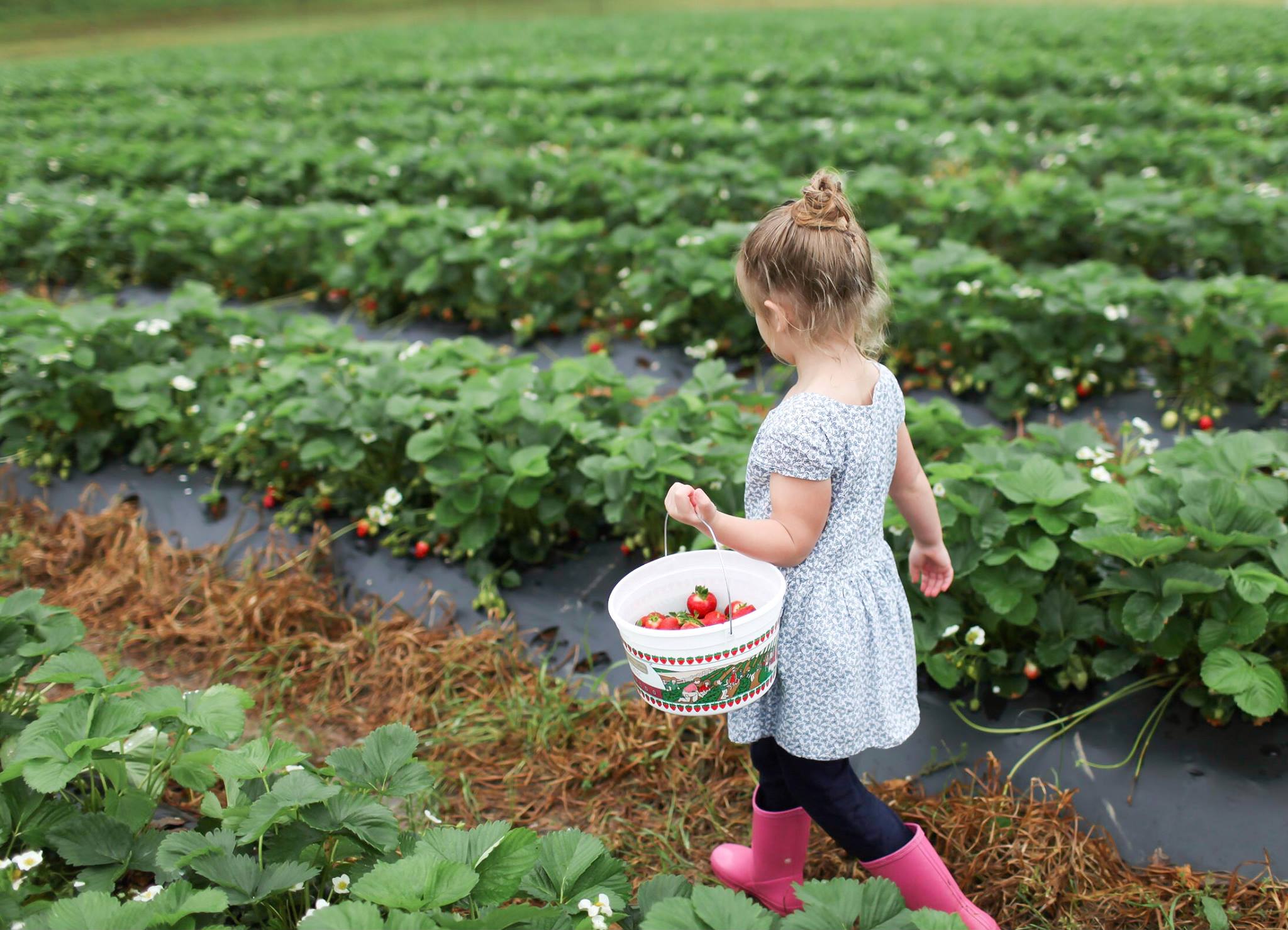 Strawberry Picking with Yachad @ Ward's Berry Farm, Boston [24 June]