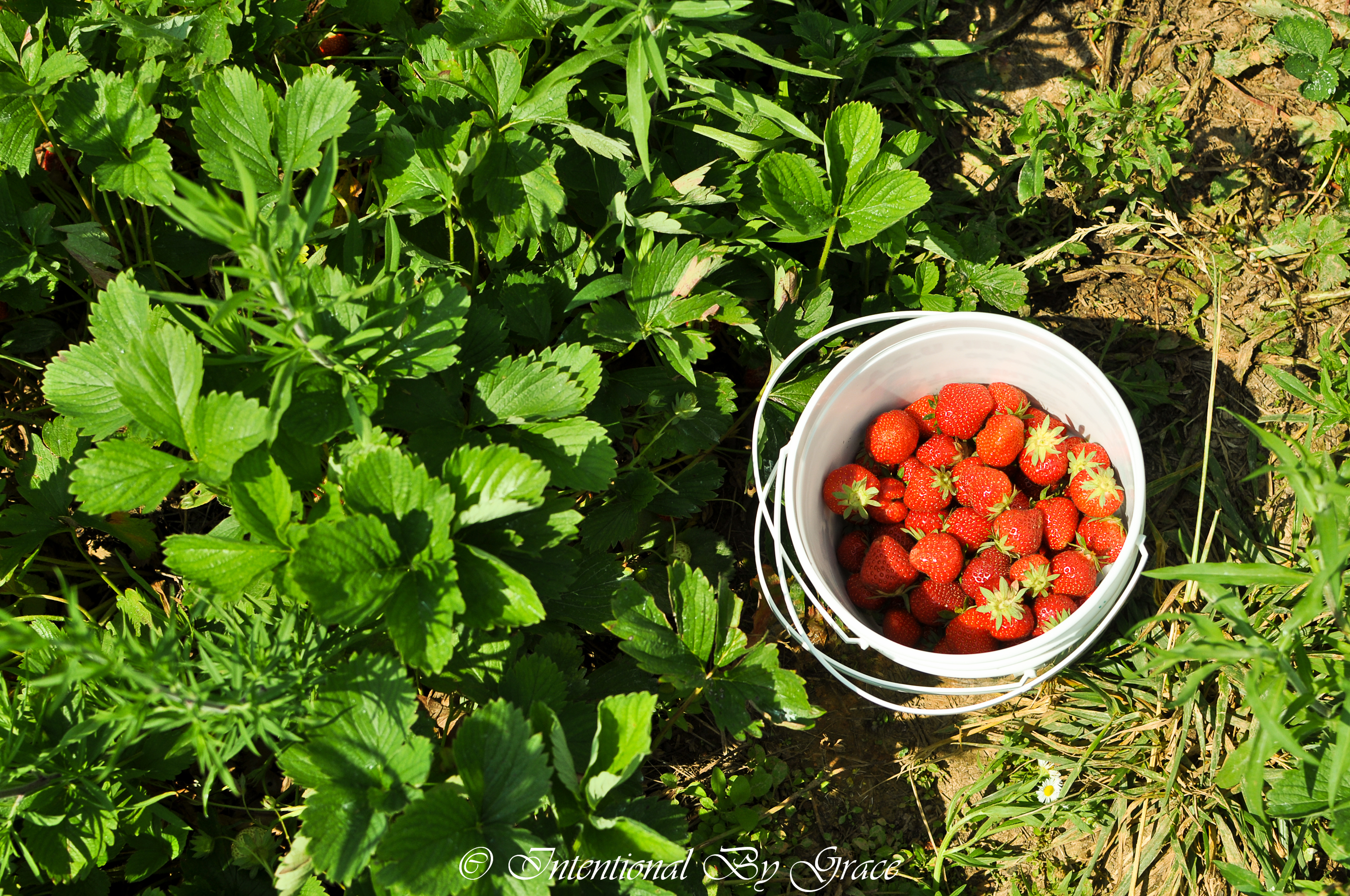 Strawberry Picking Season - We Have Strawberries Coming Out of Our ...