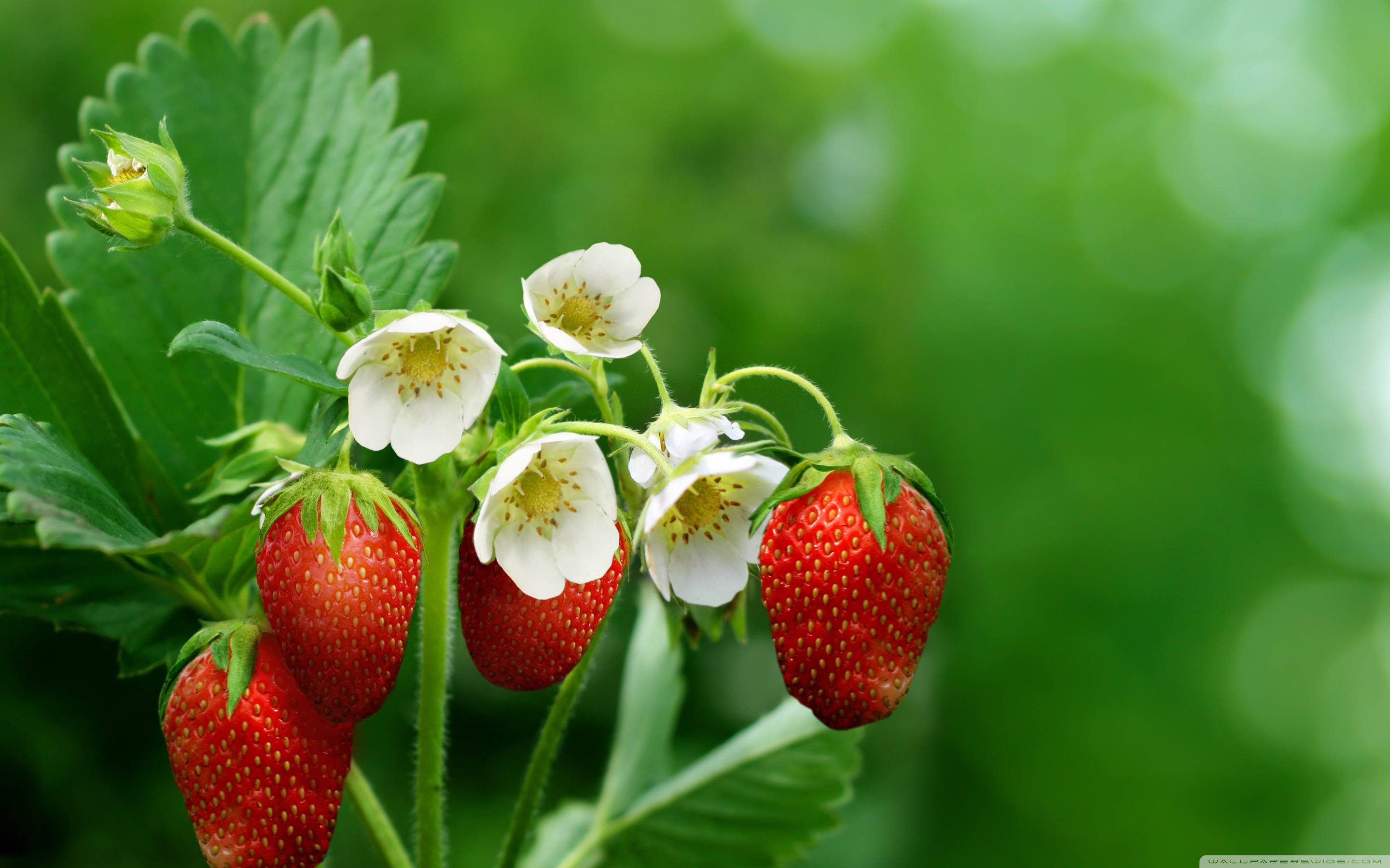 Strawberry Plant with Flowers and Fruits ❤ 4K HD Desktop Wallpaper ...