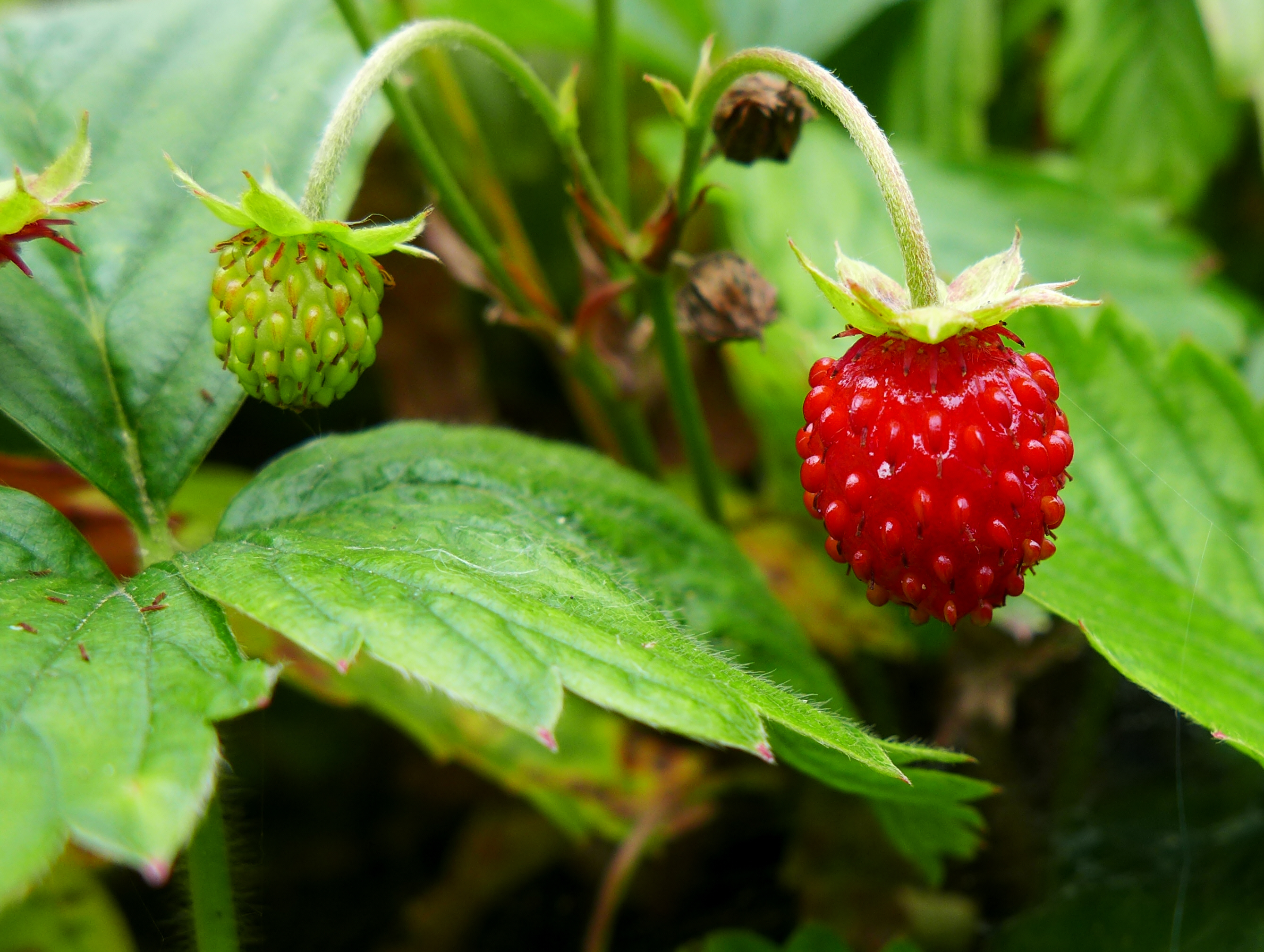 Weed That Looks Like Strawberry Plant: #3 Is 1 Of The Most Invasive ...