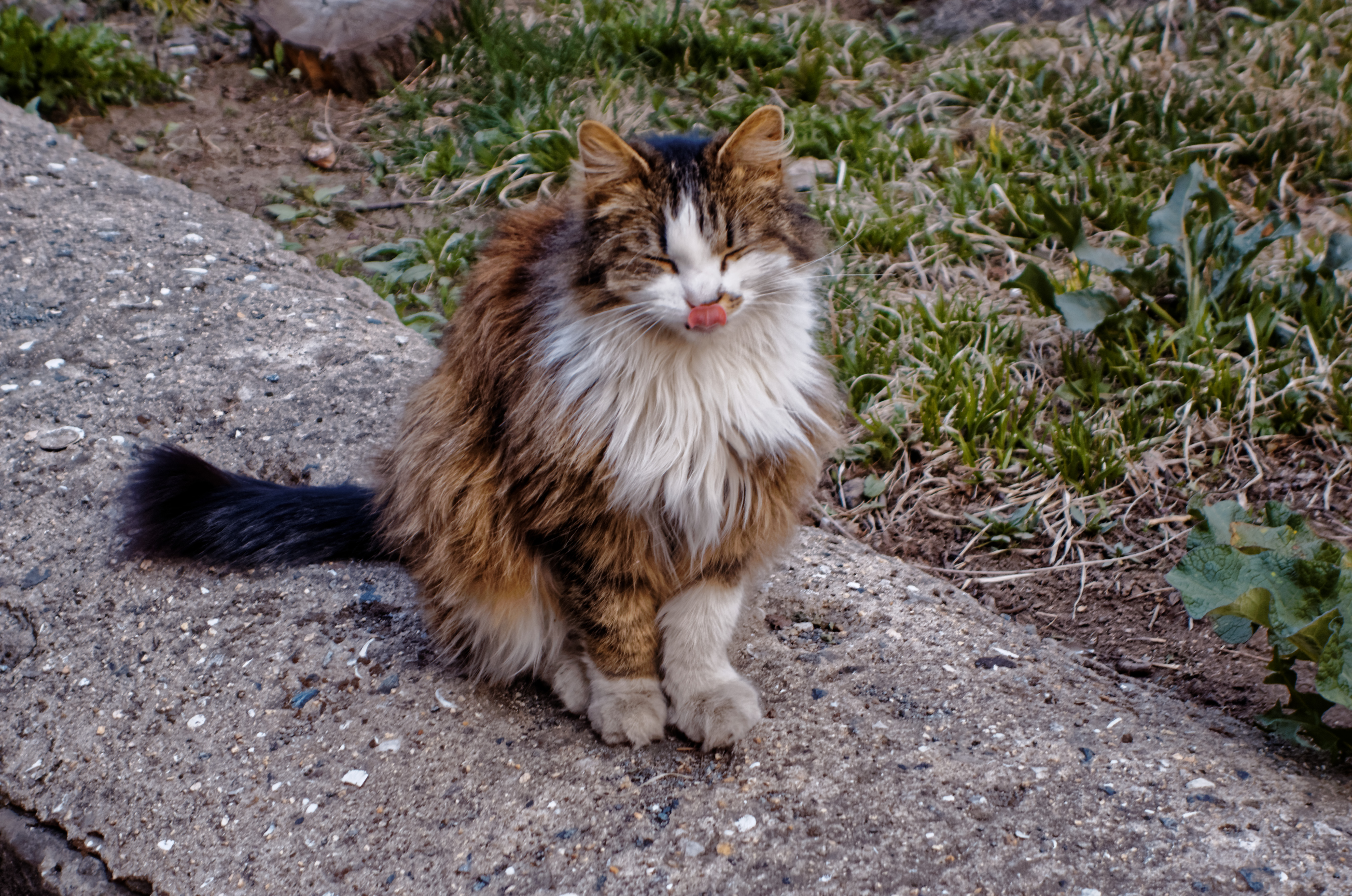 A beautiful stray cat - Imgur