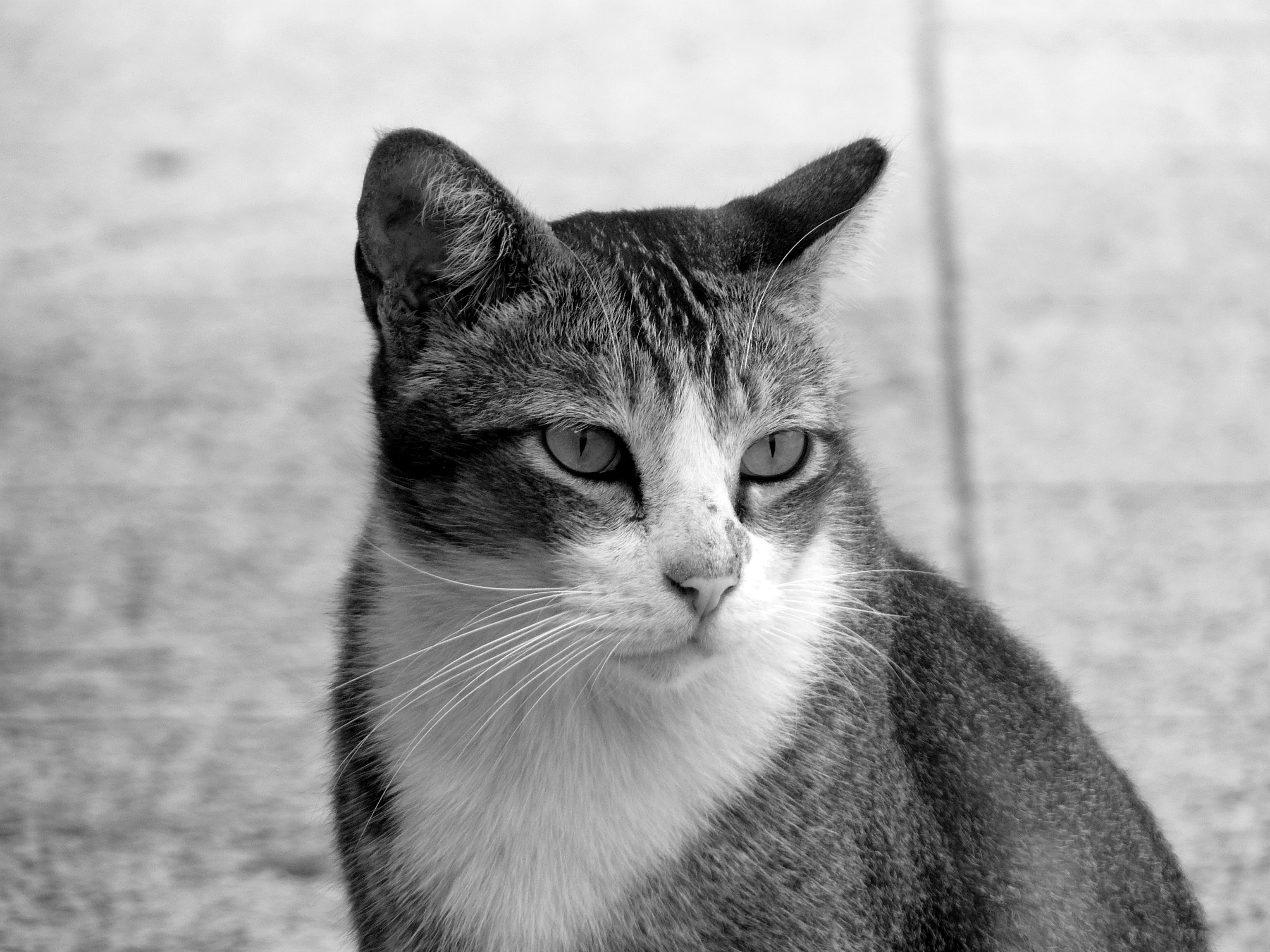 File:Stray Cat, Singapore.jpg - Wikimedia Commons