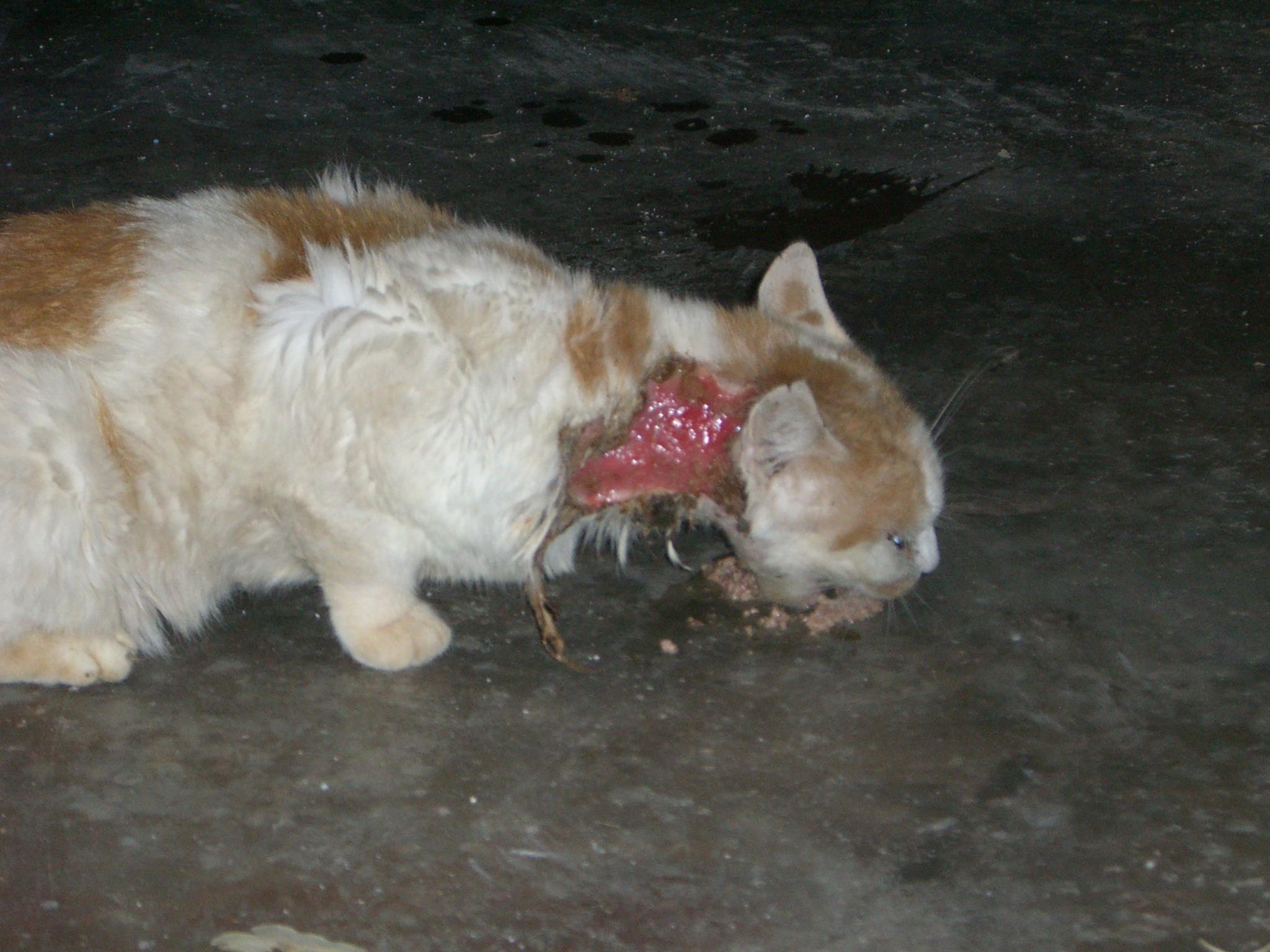 Saving A Stray Cat with abscess - YouTube