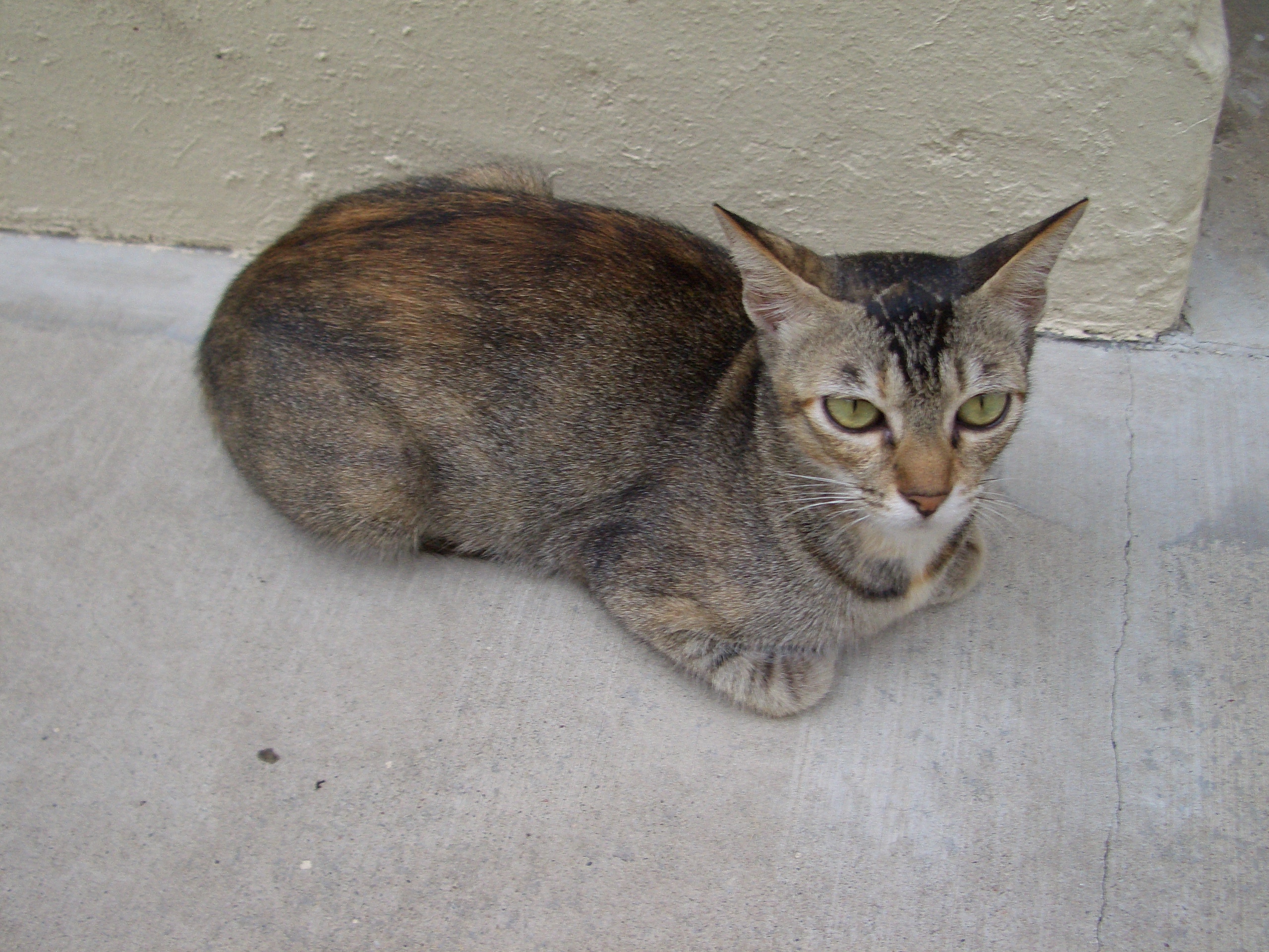 File:Tortoiseshell singapore stray cat.jpg - Wikimedia Commons