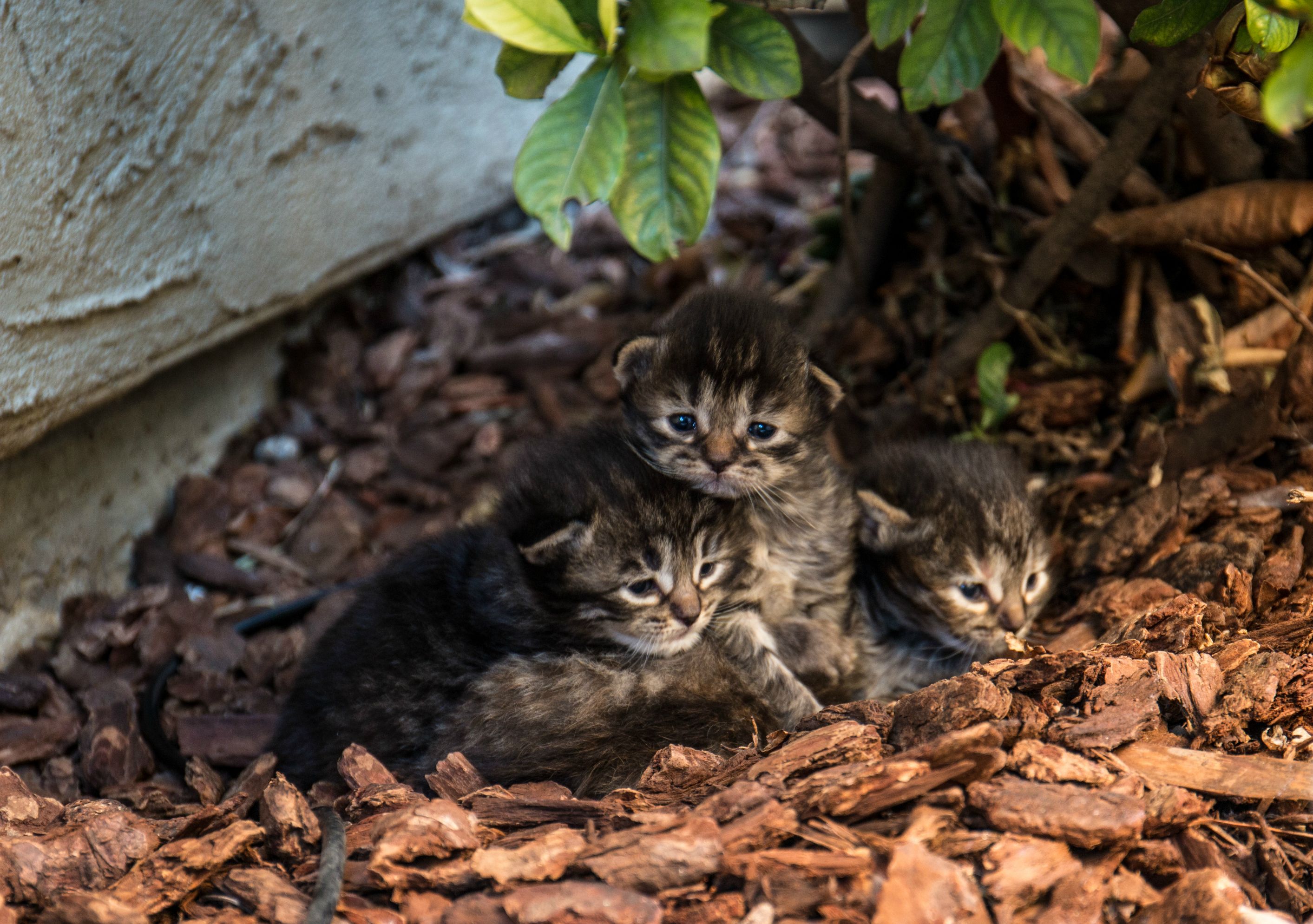 Stray kittens in my backyard : aww