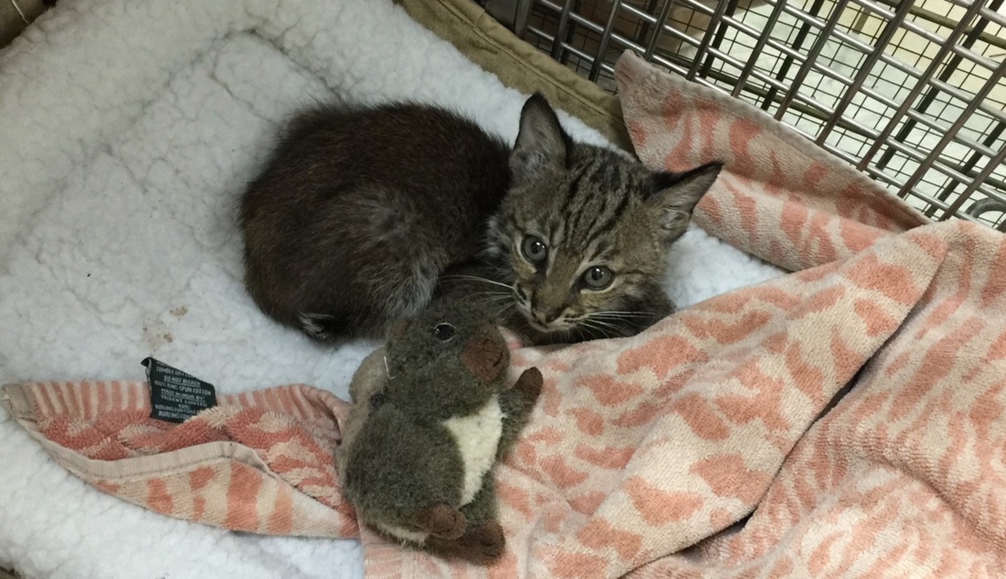 Stray 'Kitten' Rescued From Highway Isn't What She Seems | Adoption ...