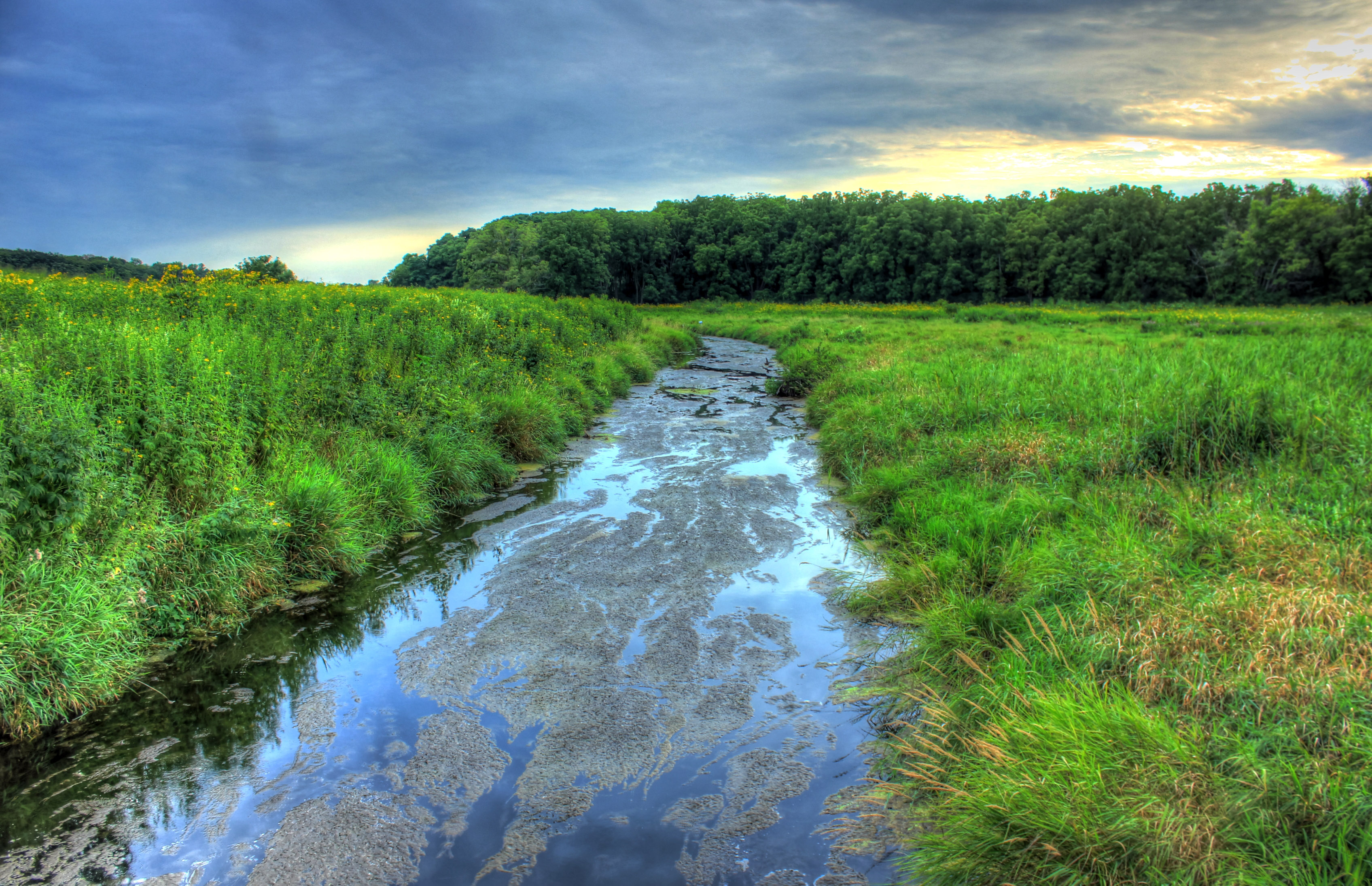 The stream in the natural area in Madison, Wisconsin image - Free ...