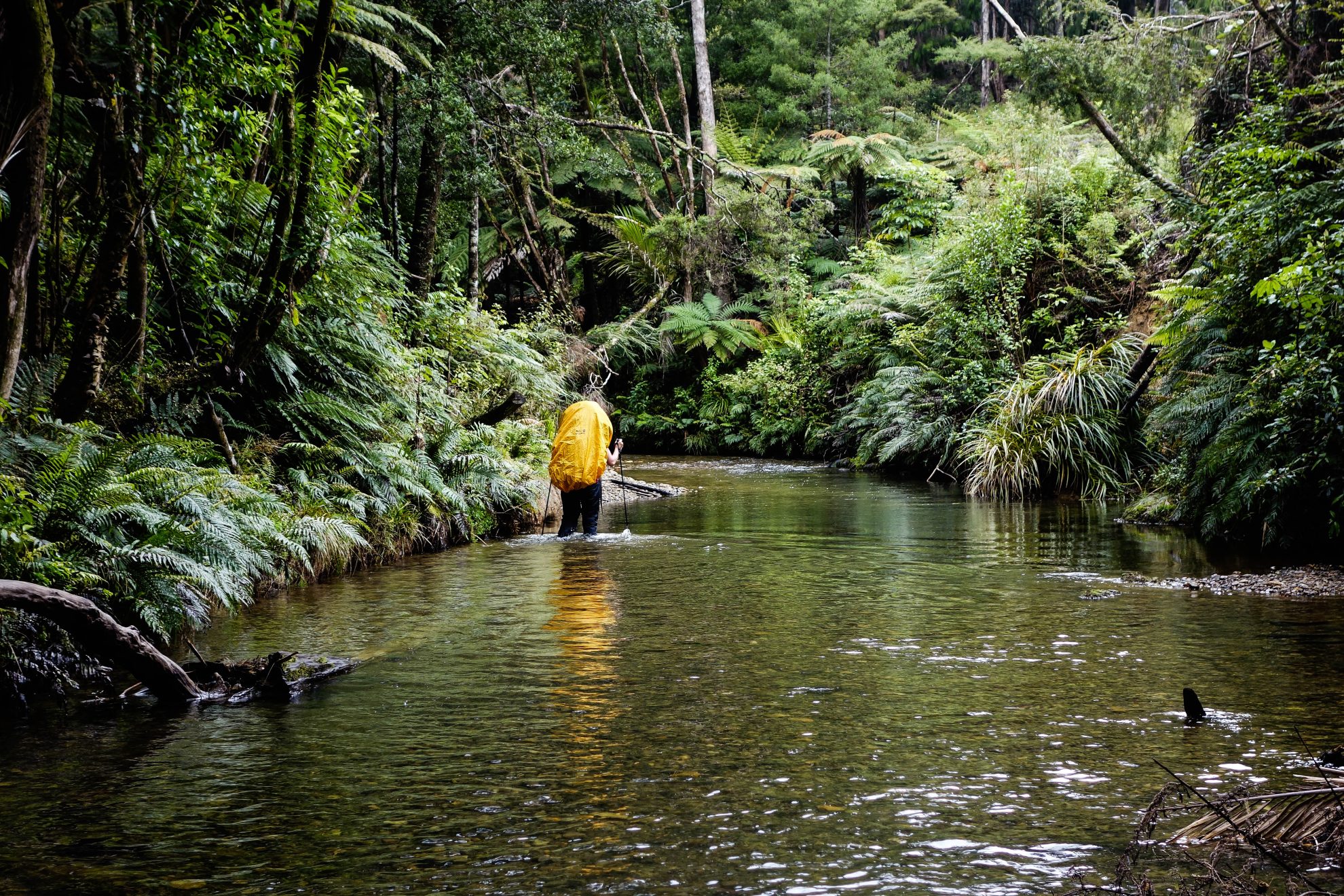 Papakauri Stream, Russell Forest - Hiking & Tramping in NZ ...