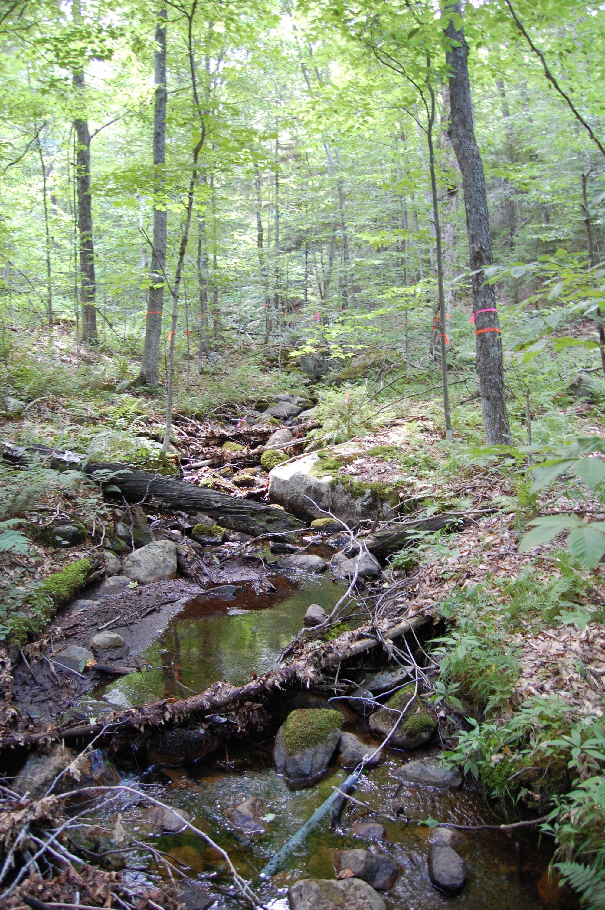 Energy flow between stream and forest | Oikos Journal