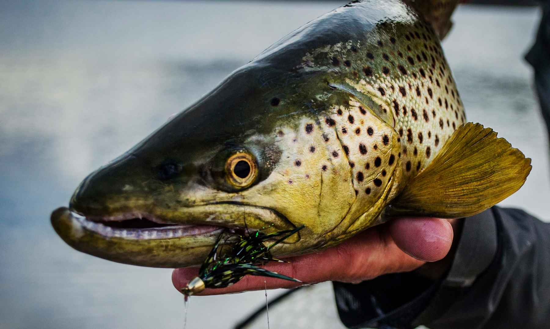 5 Tips for Better Streamer Fishing | Hatch Magazine - Fly Fishing, etc.