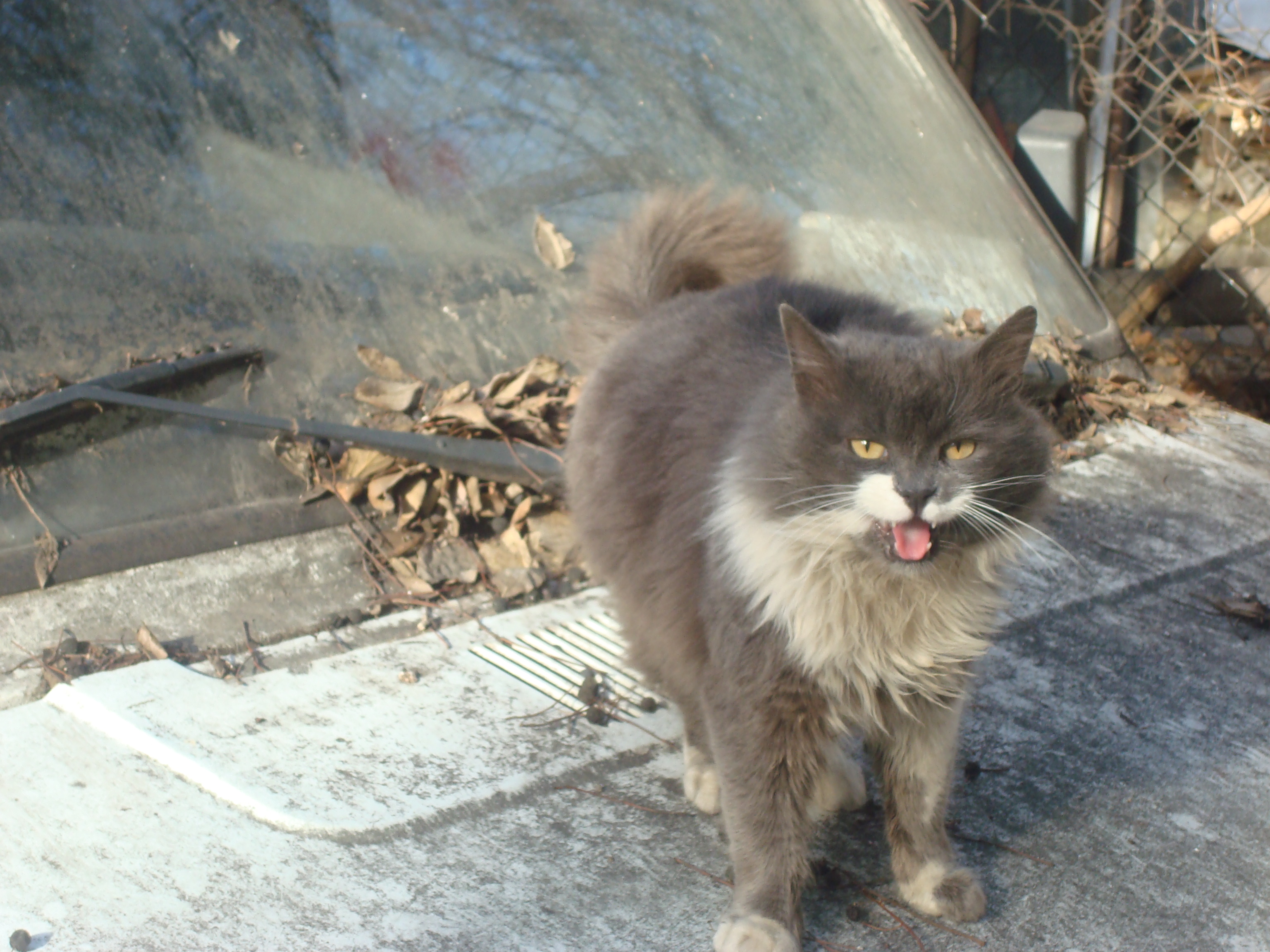Street cat photo