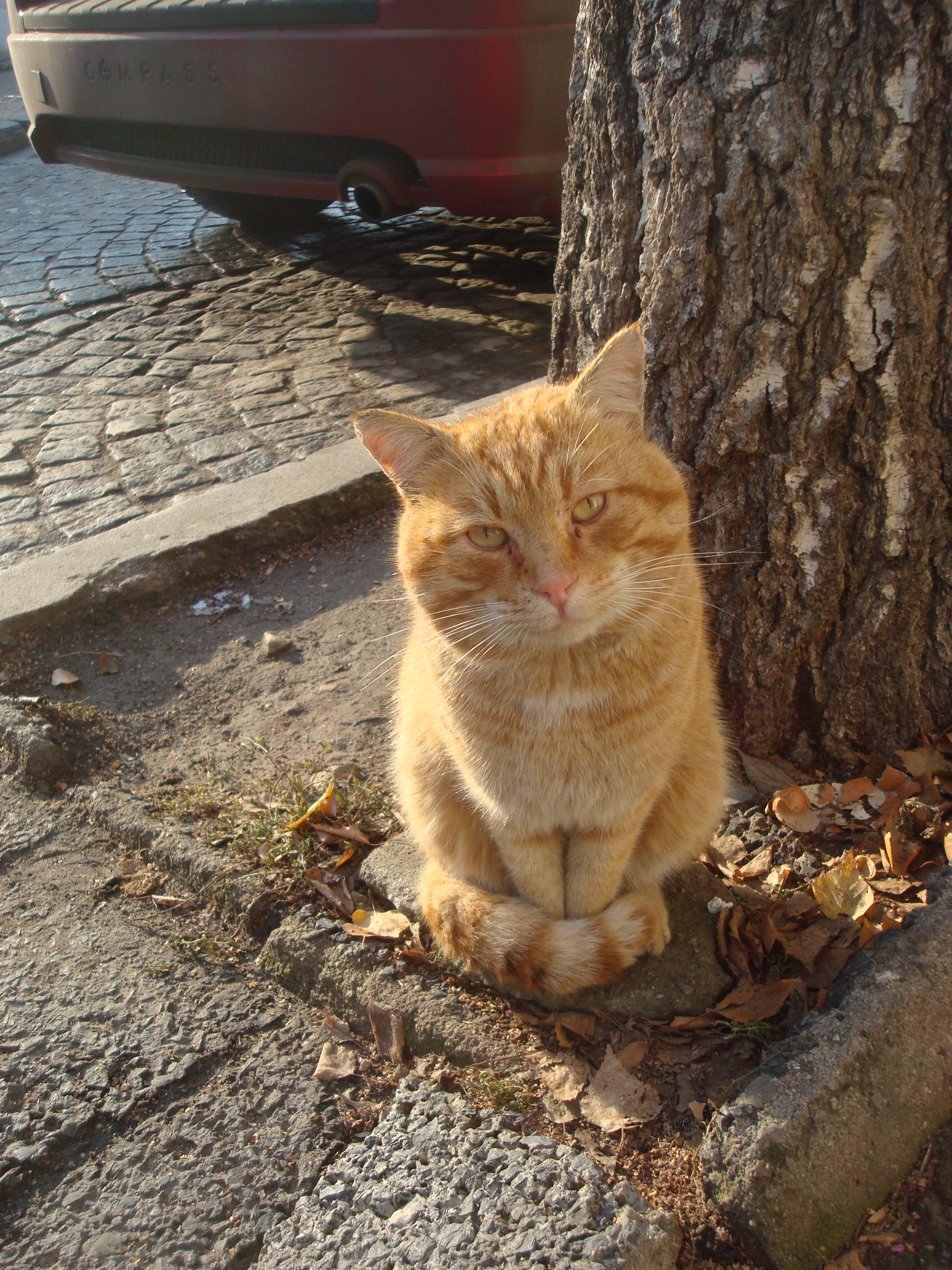 Street cat photo