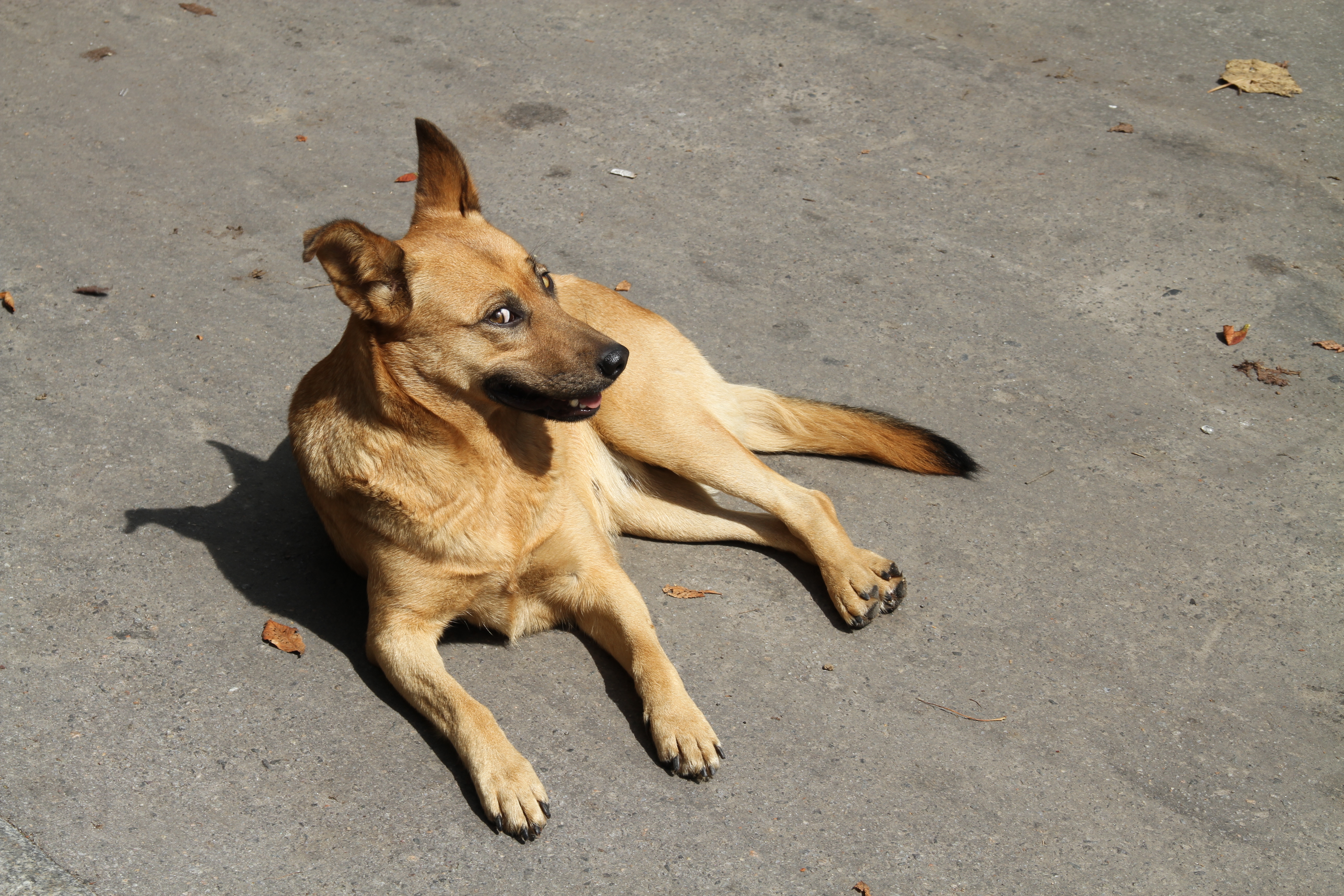 File:Street dog in Vinnytsya.JPG - Wikimedia Commons