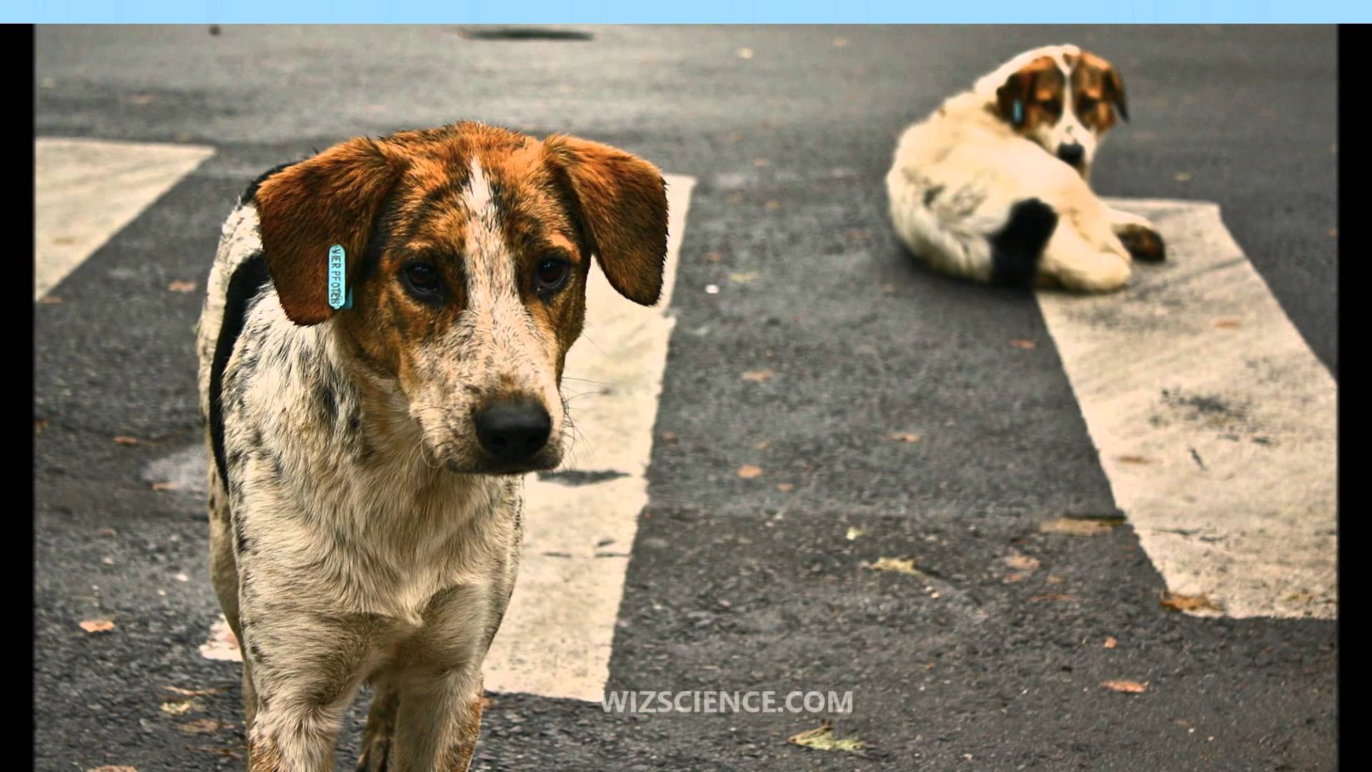 Street dog - Video Learning - WizScience.com - YouTube
