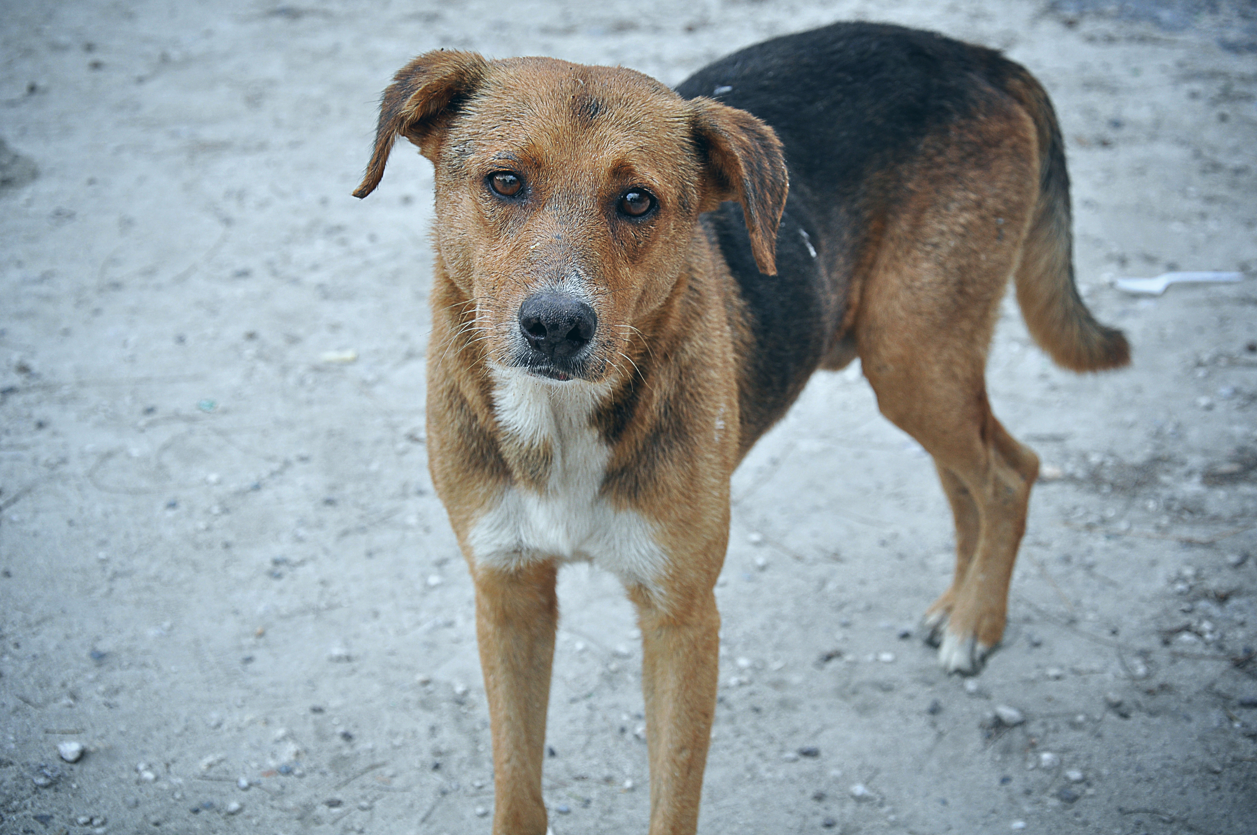 File:Stray Dog Bahamas.jpg - Wikimedia Commons