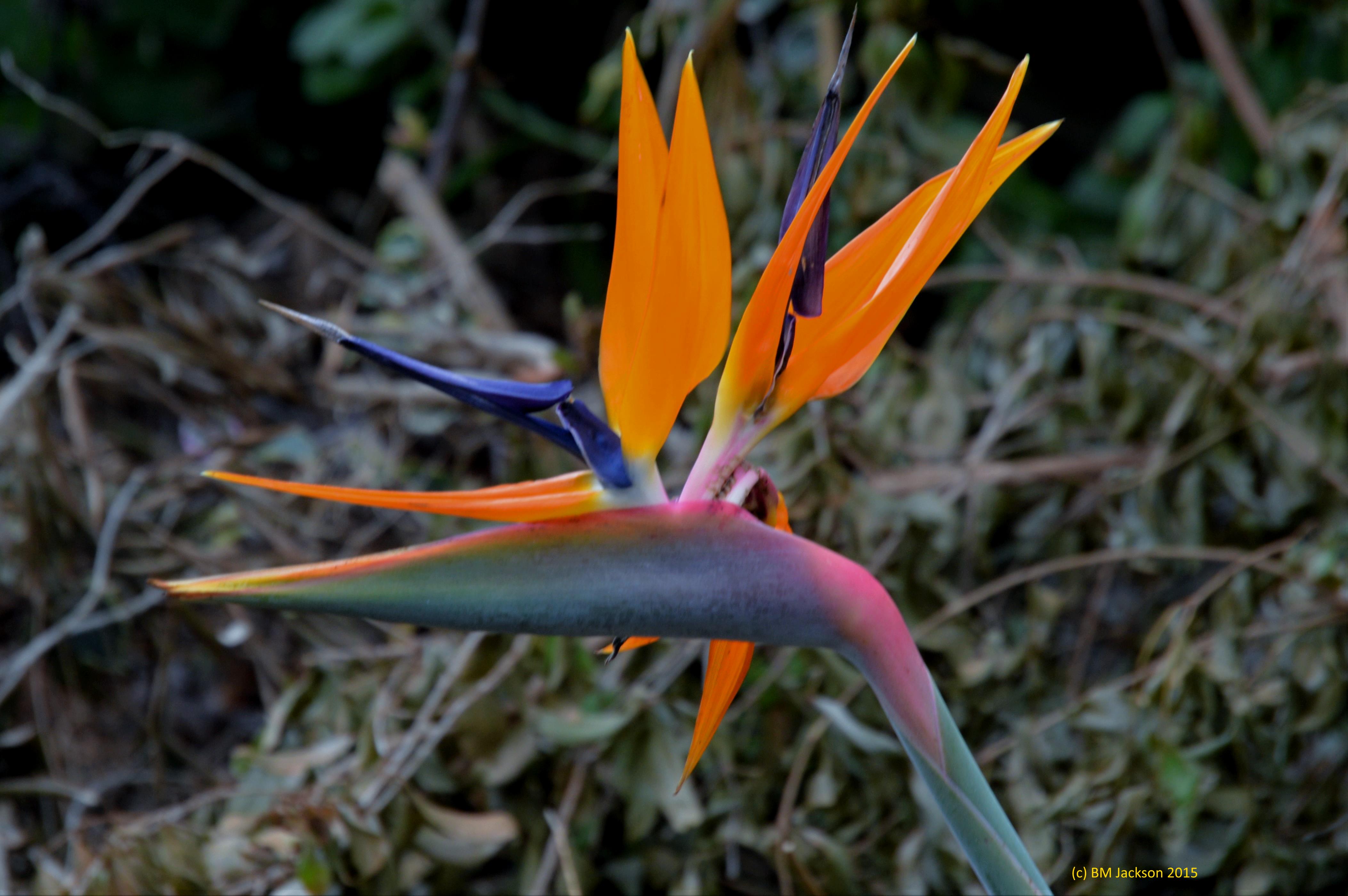 Tuesday's #Flower – Strelitzia reginae “Bird of Paradise” | BMJNature