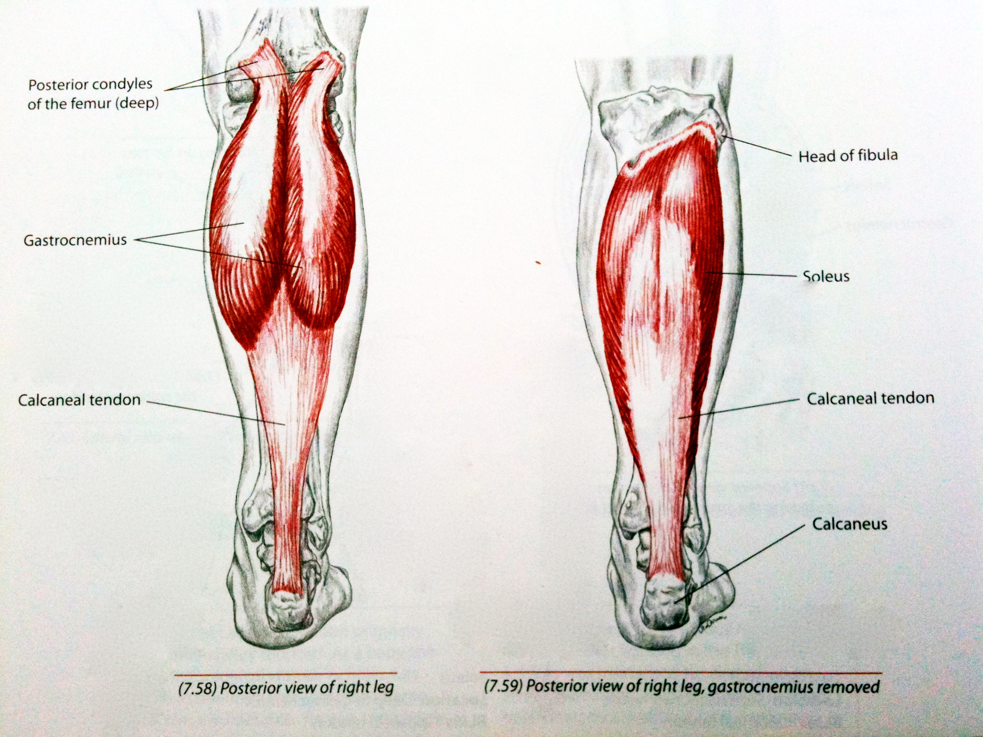 Pike Stretches in Gymnastics: What Muscles You May Be Actually ...