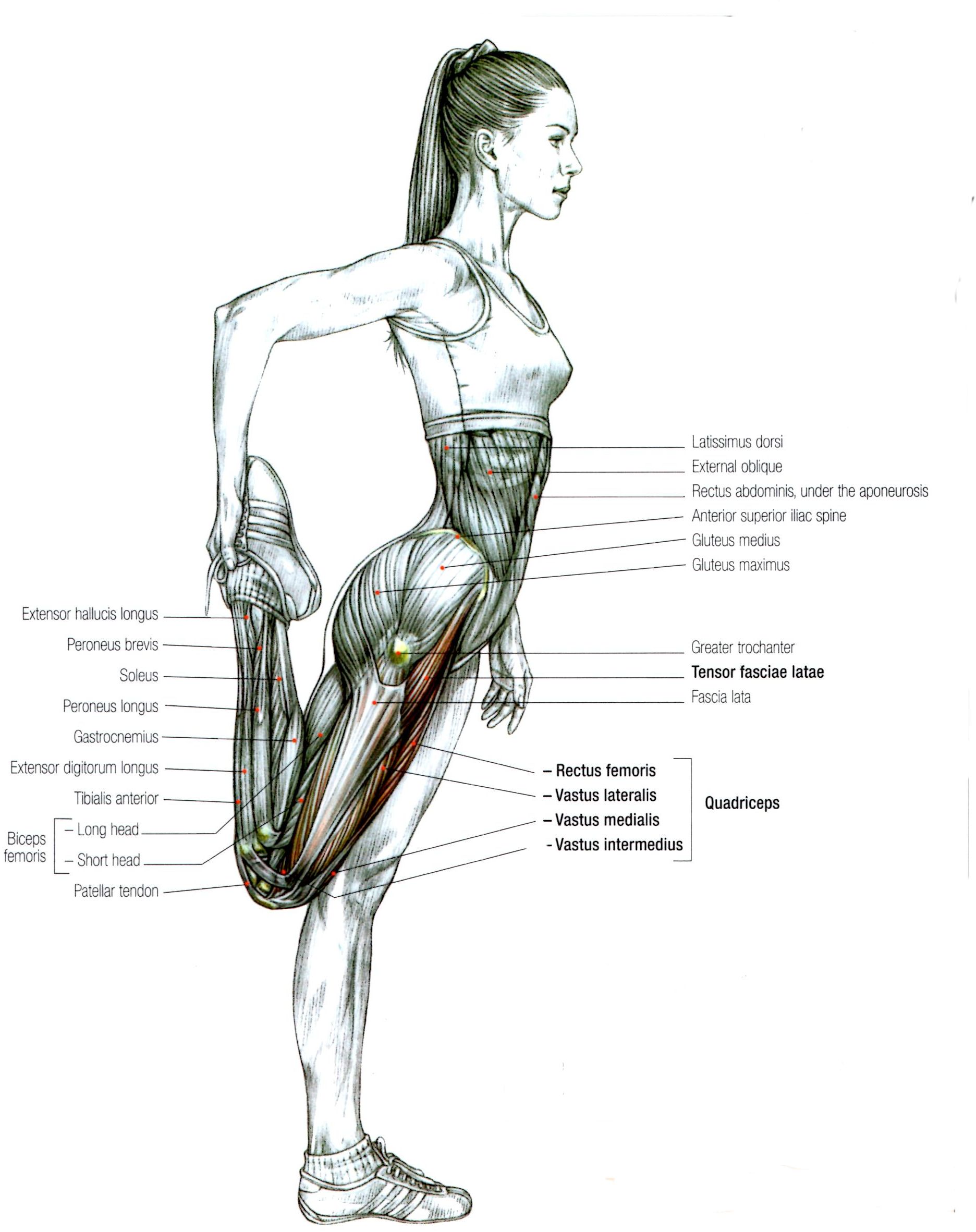 Stretch your chest and front shoulder muscles (anterior deltoid ...
