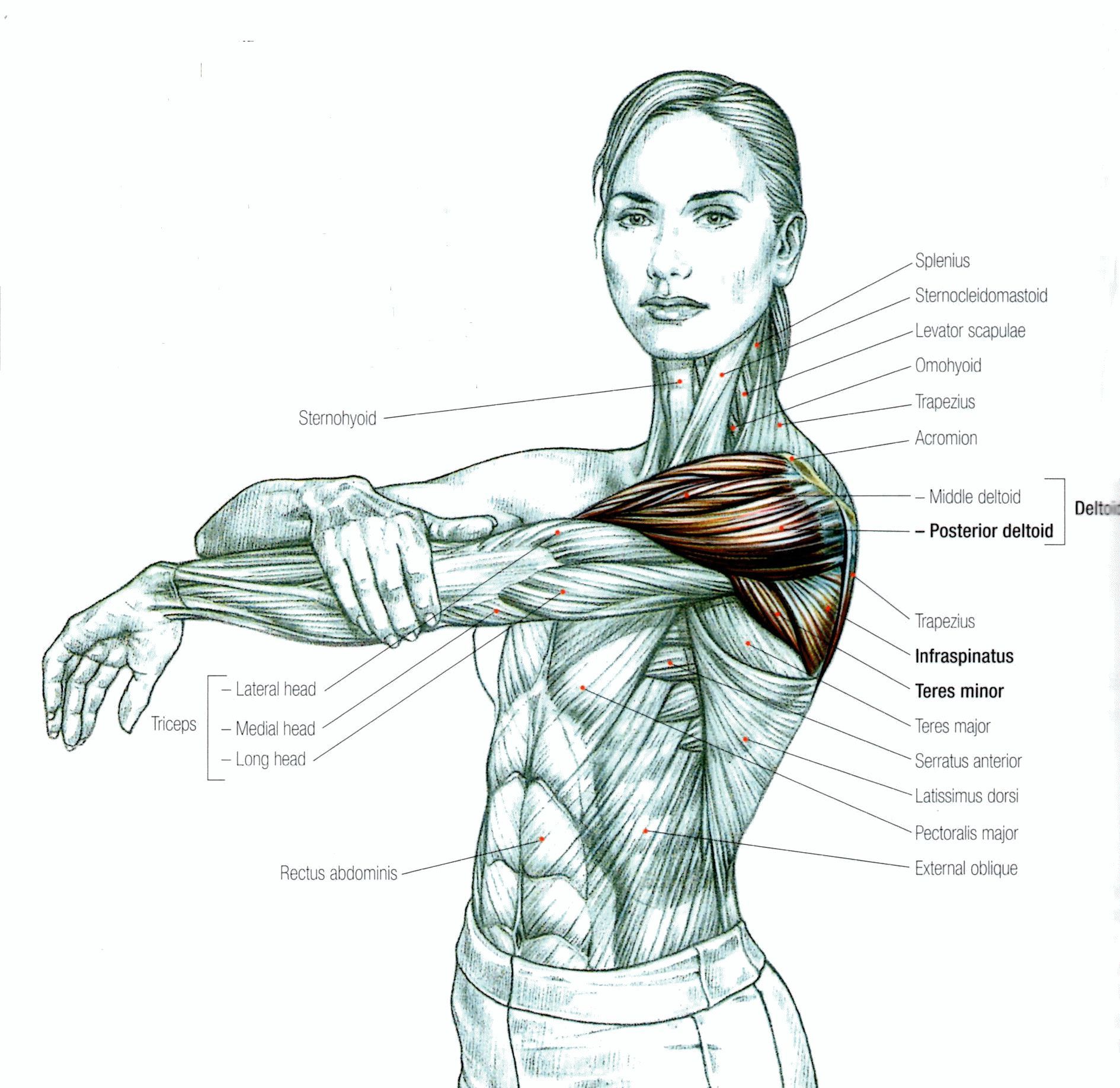 Stretching: How to Stretch the Shoulder - To increase flexibility to ...