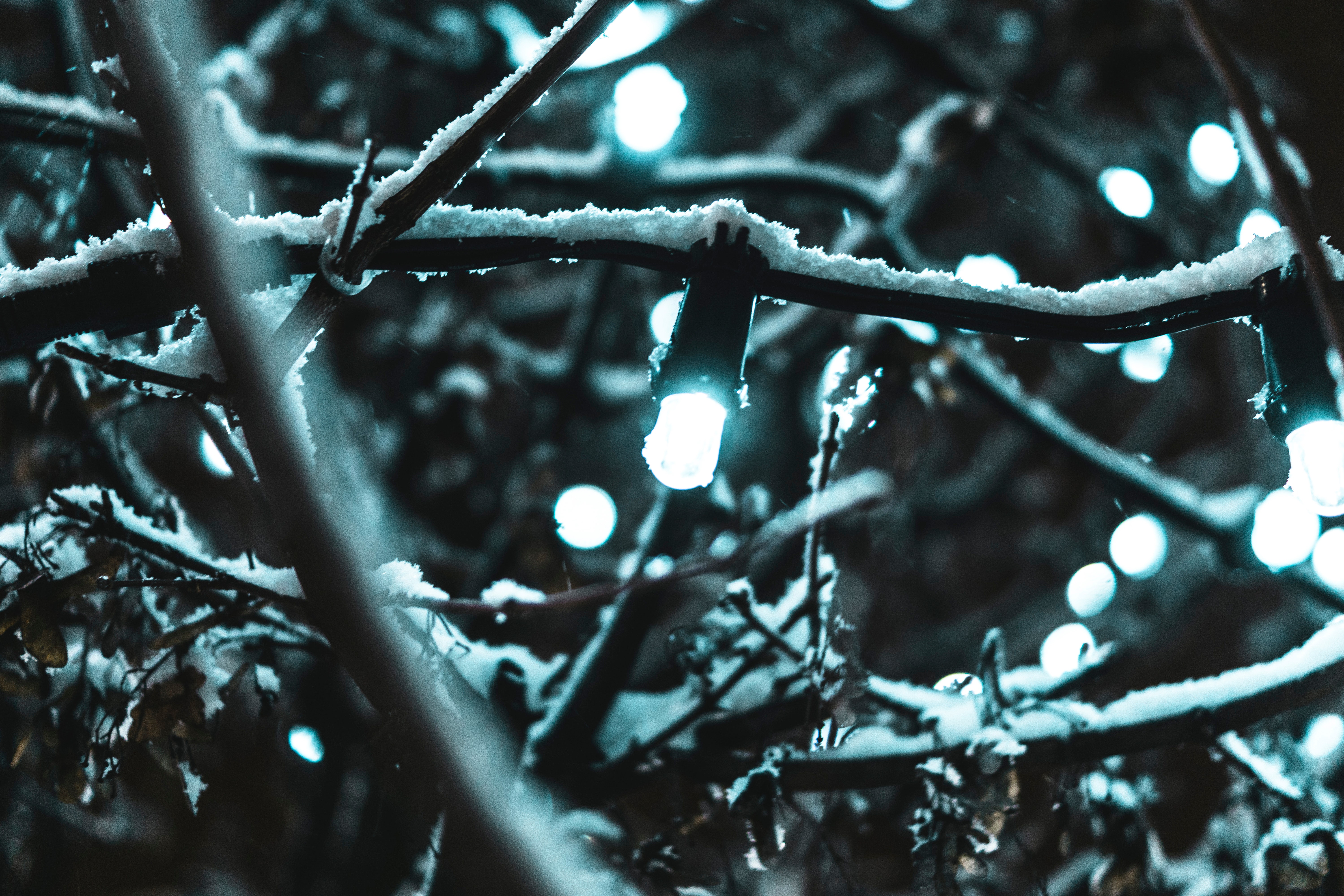 String lights covered by snow photo