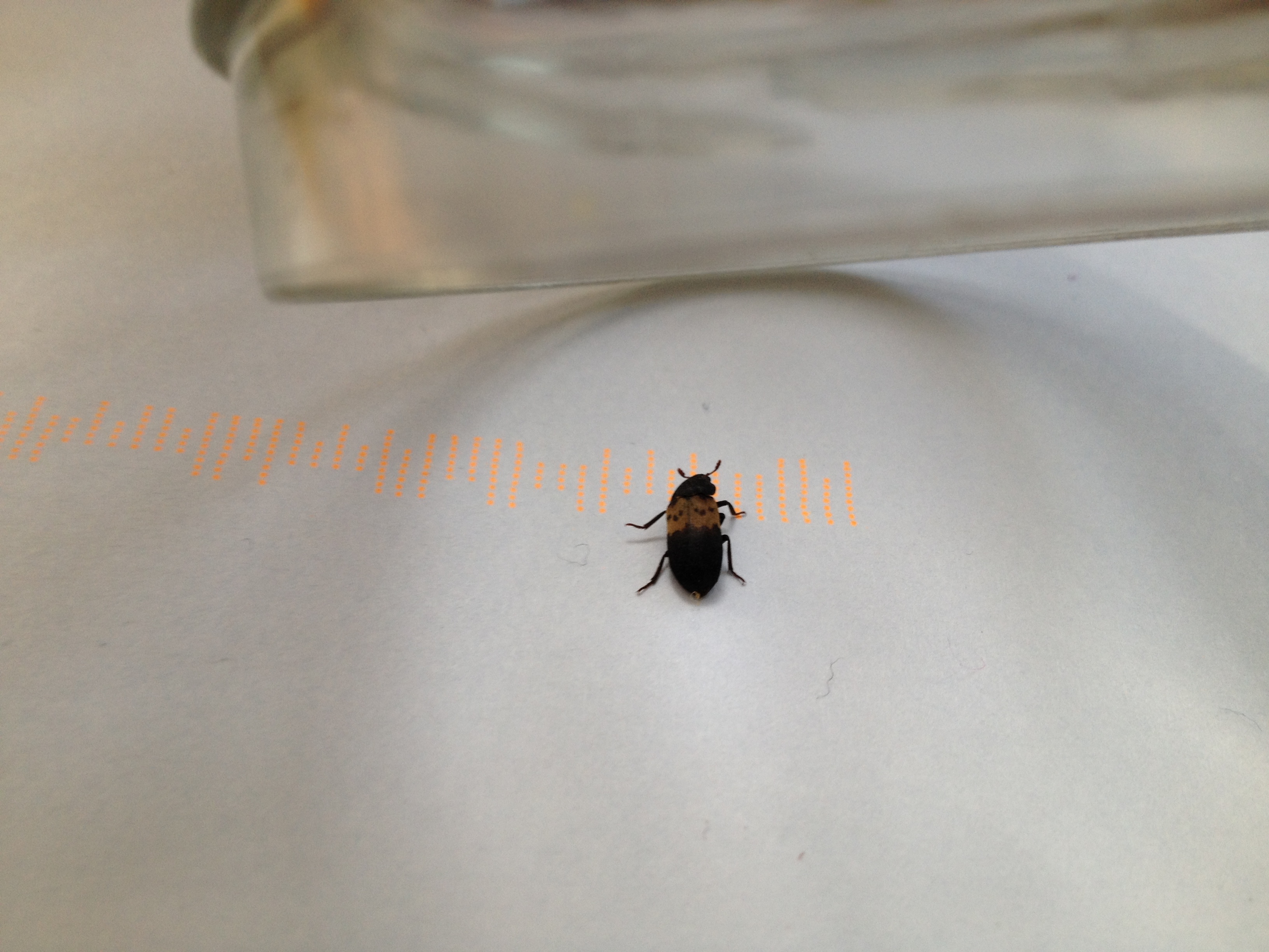 NaturePlus: Small bug black with wide orange strip ???