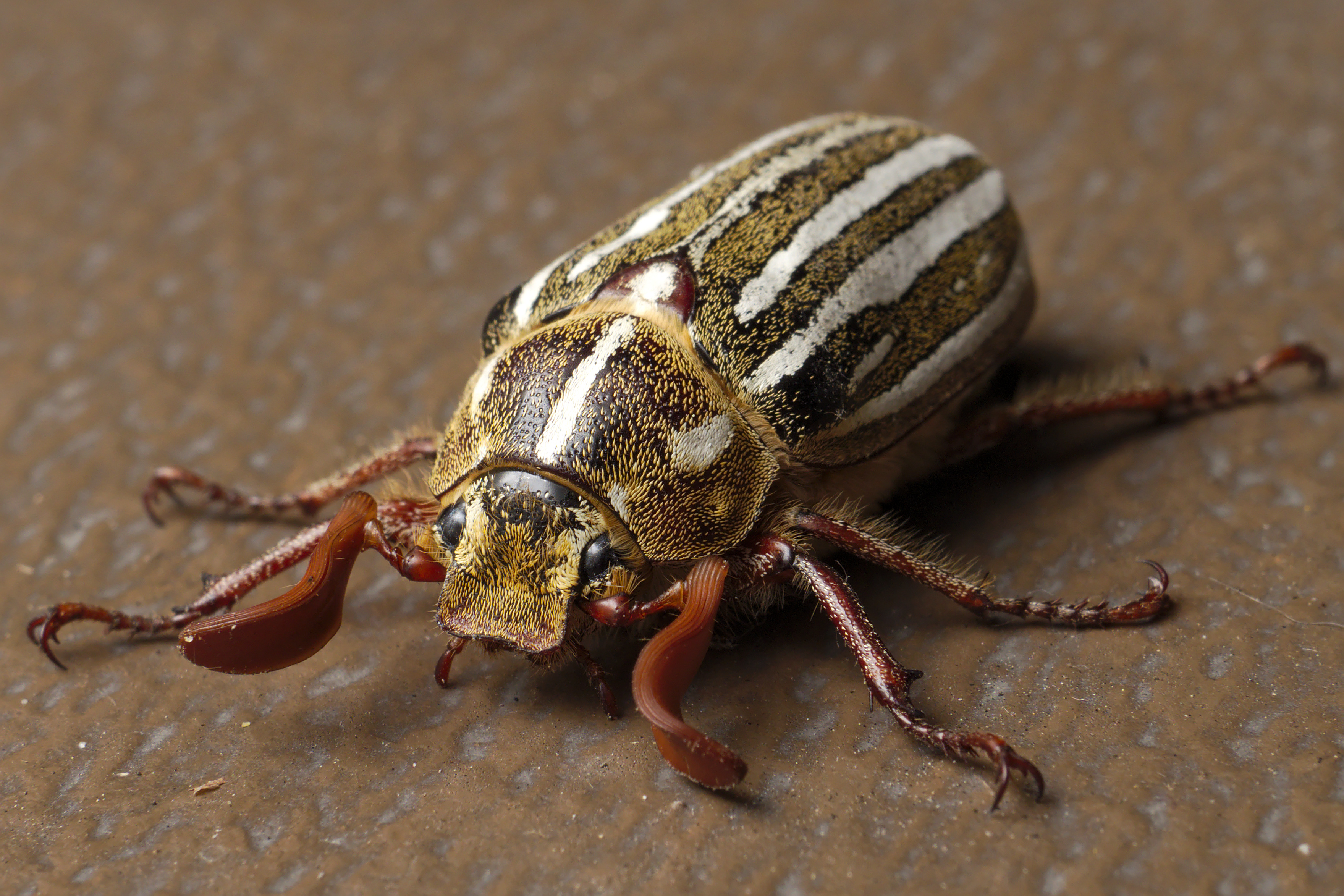 Striped beetle photo