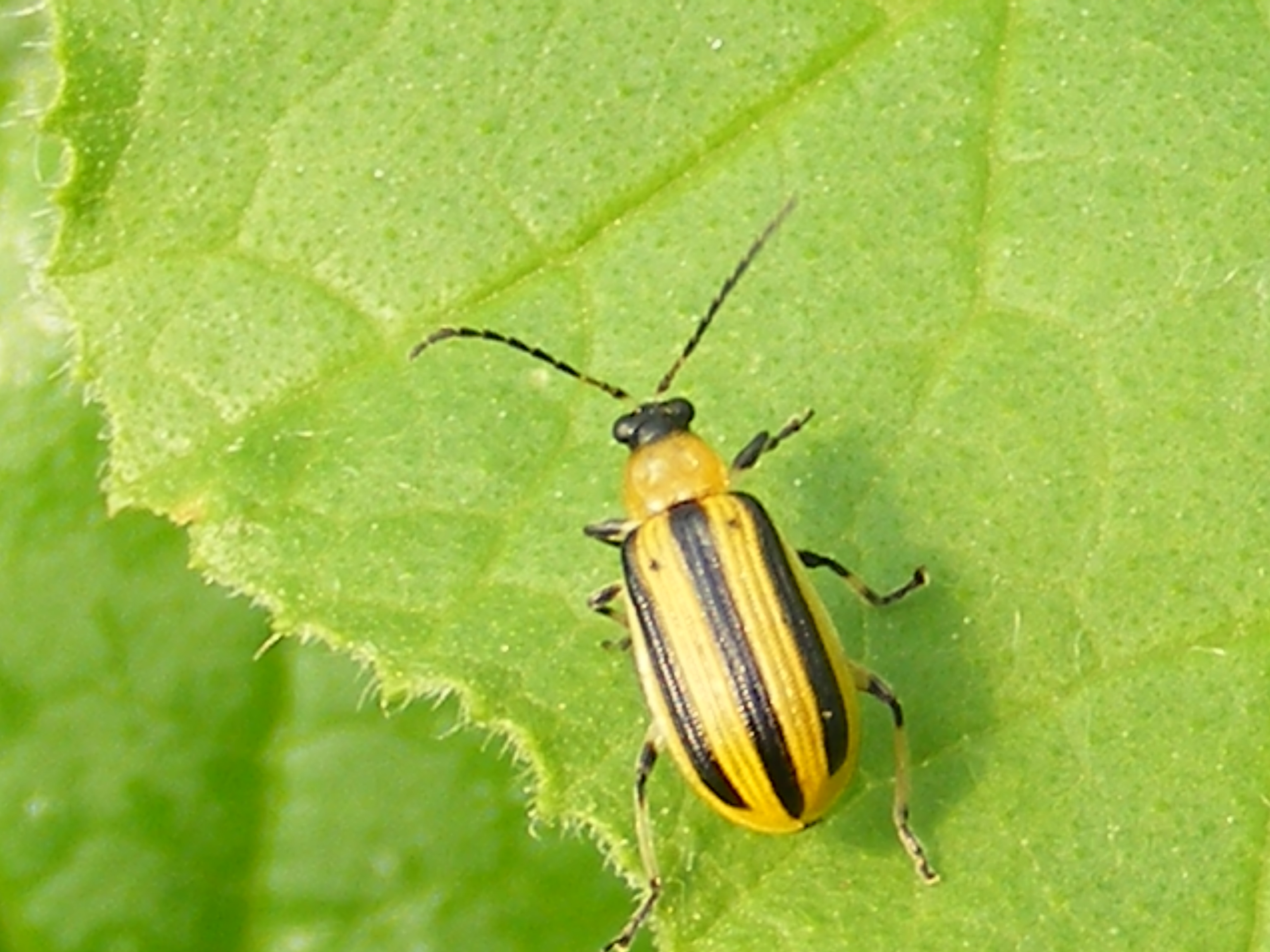 Plant-Insect Interaction: Striped cucumber beetle on yellow ...