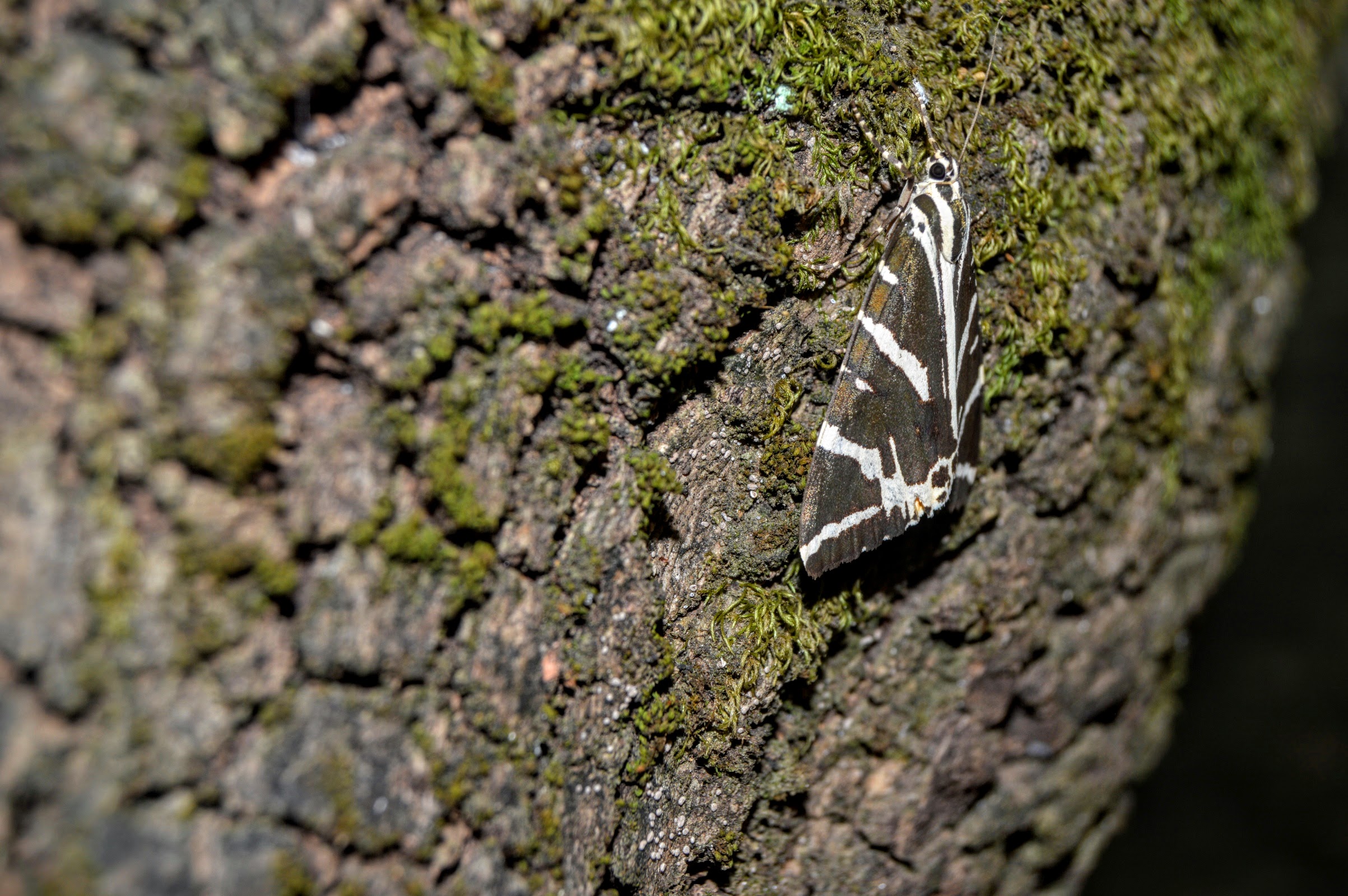 Striped brown and white butterfly photo