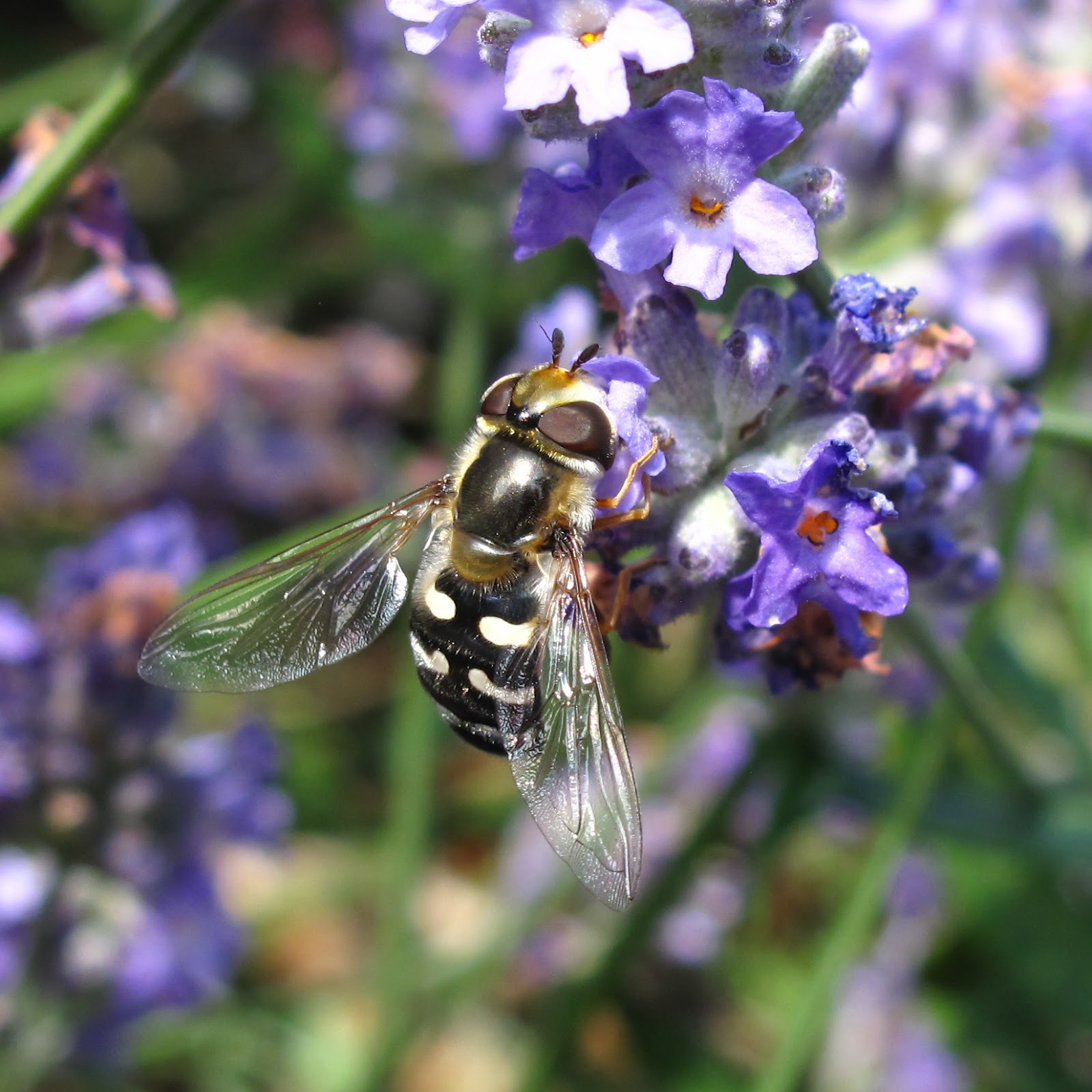 Striped hover fly photo