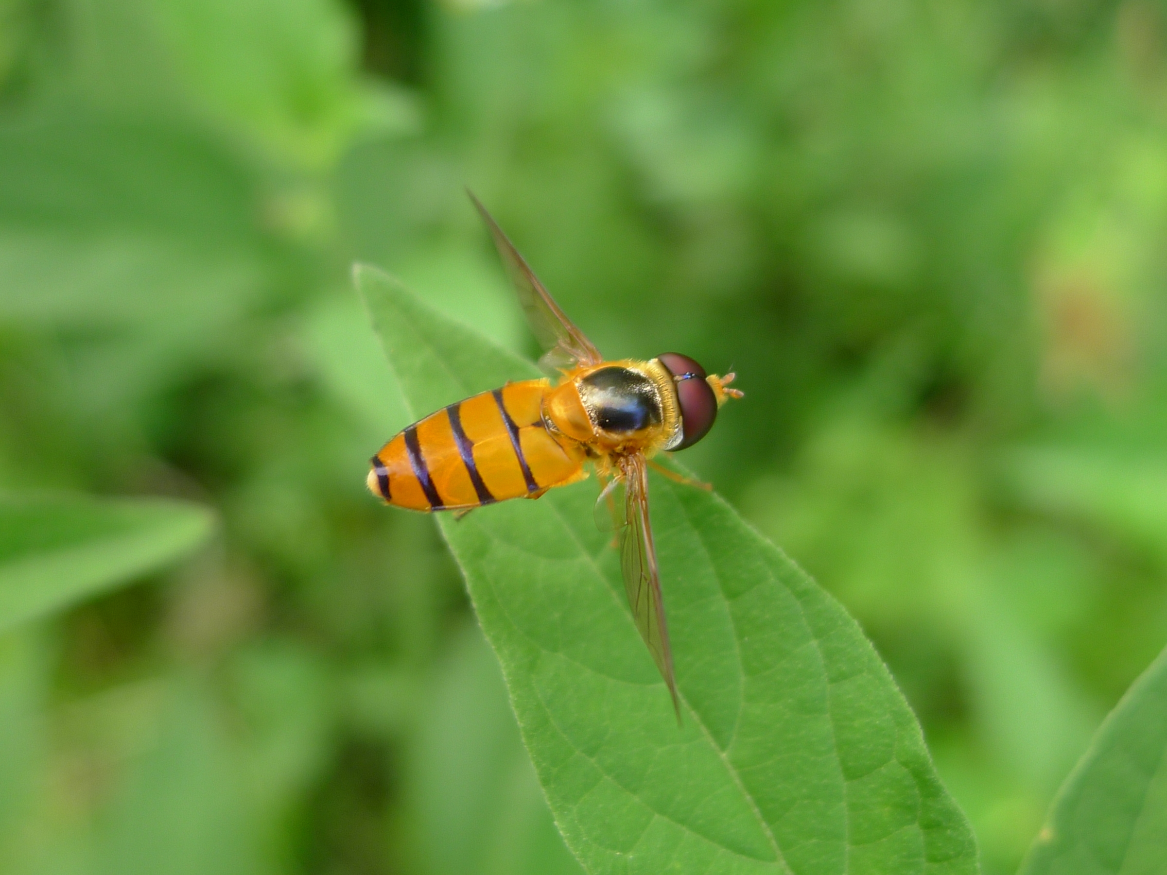 File:Orange striped hover fly (5693863789).jpg - Wikimedia Commons