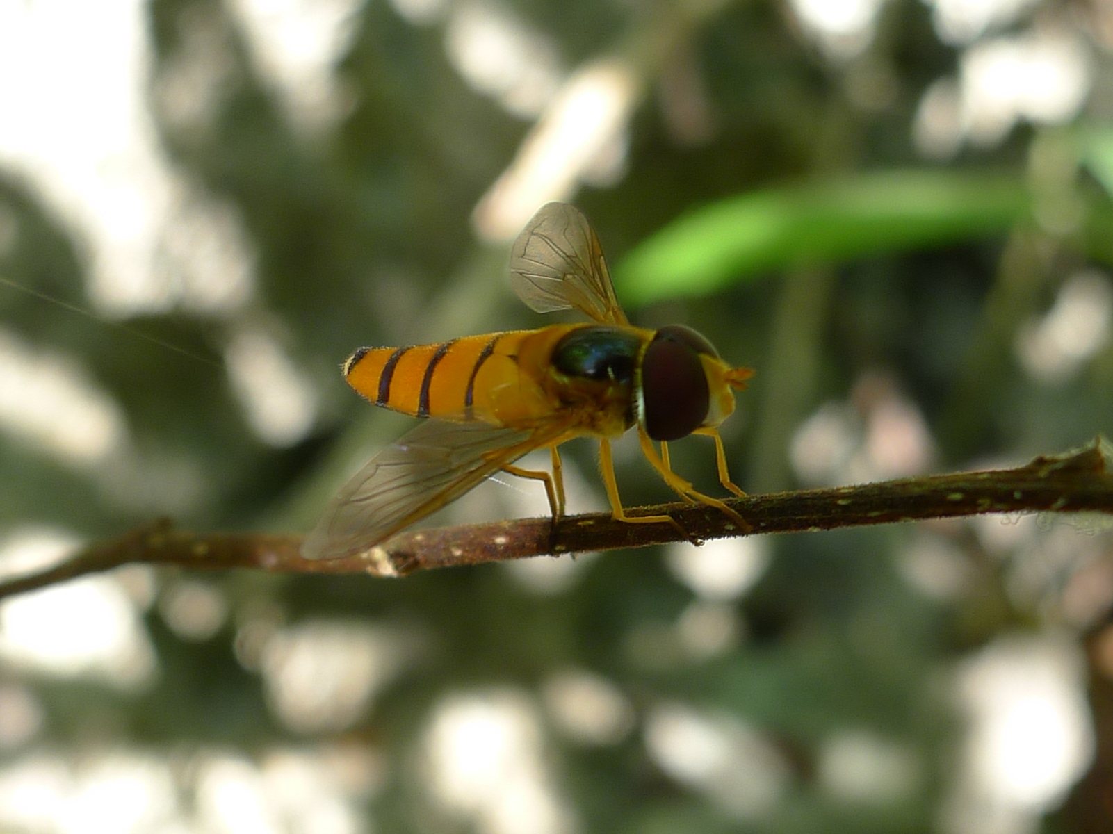 File:Orange striped hover fly on branch (5693864911).jpg - Wikimedia ...