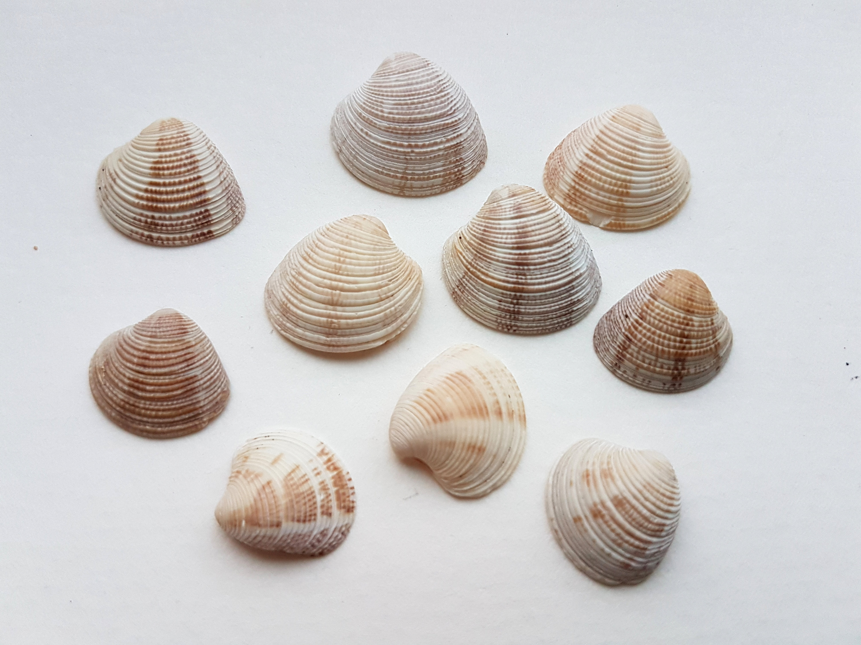 Striped seashell photo