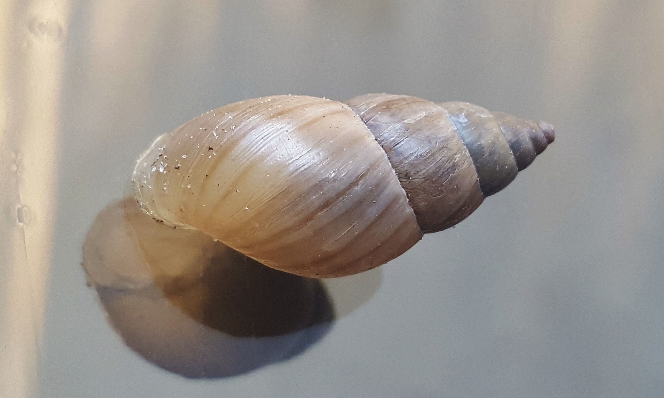 Free Images : nature, spiral, biology, cone, fauna, shell ...